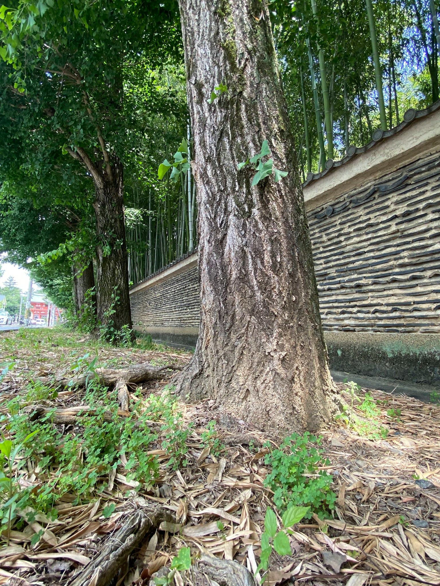 Ein großer Baum neben einer Steinmauer mit Grünflächen