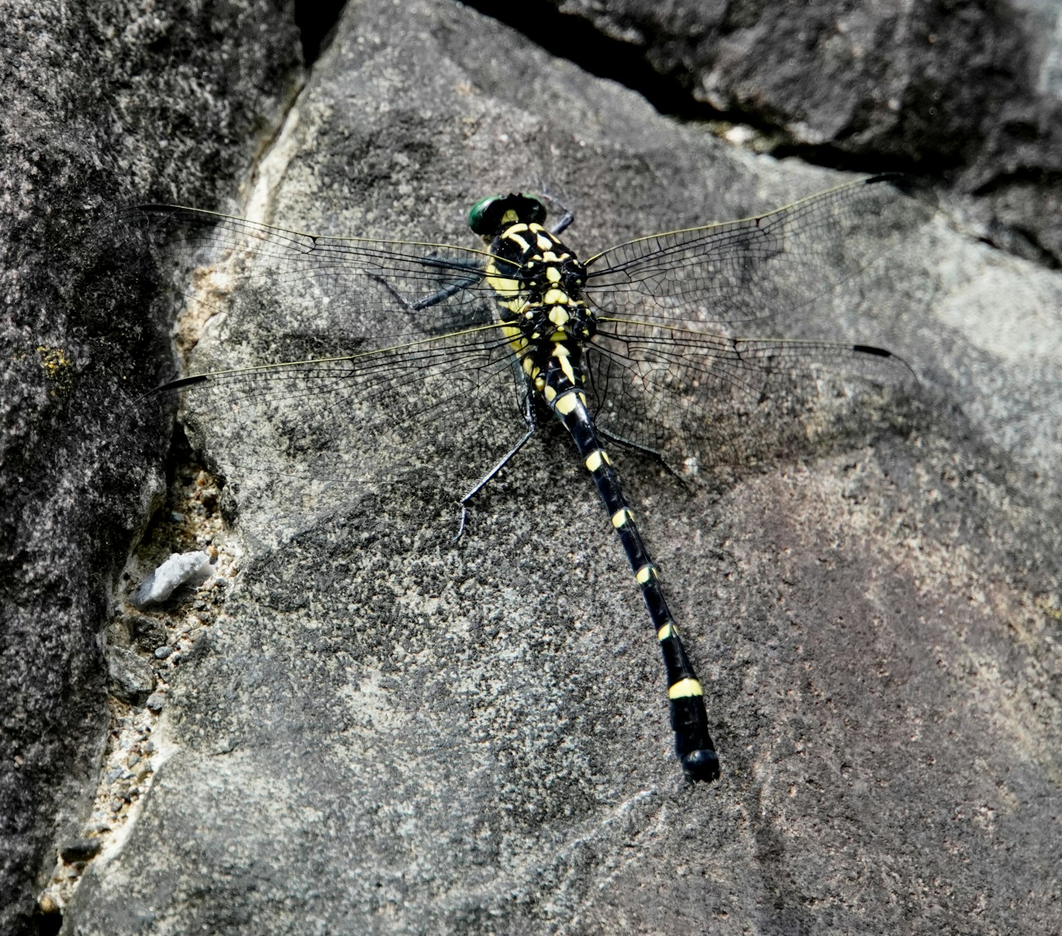 Eine Libelle mit schwarzen und gelben Mustern, die auf einem Stein sitzt