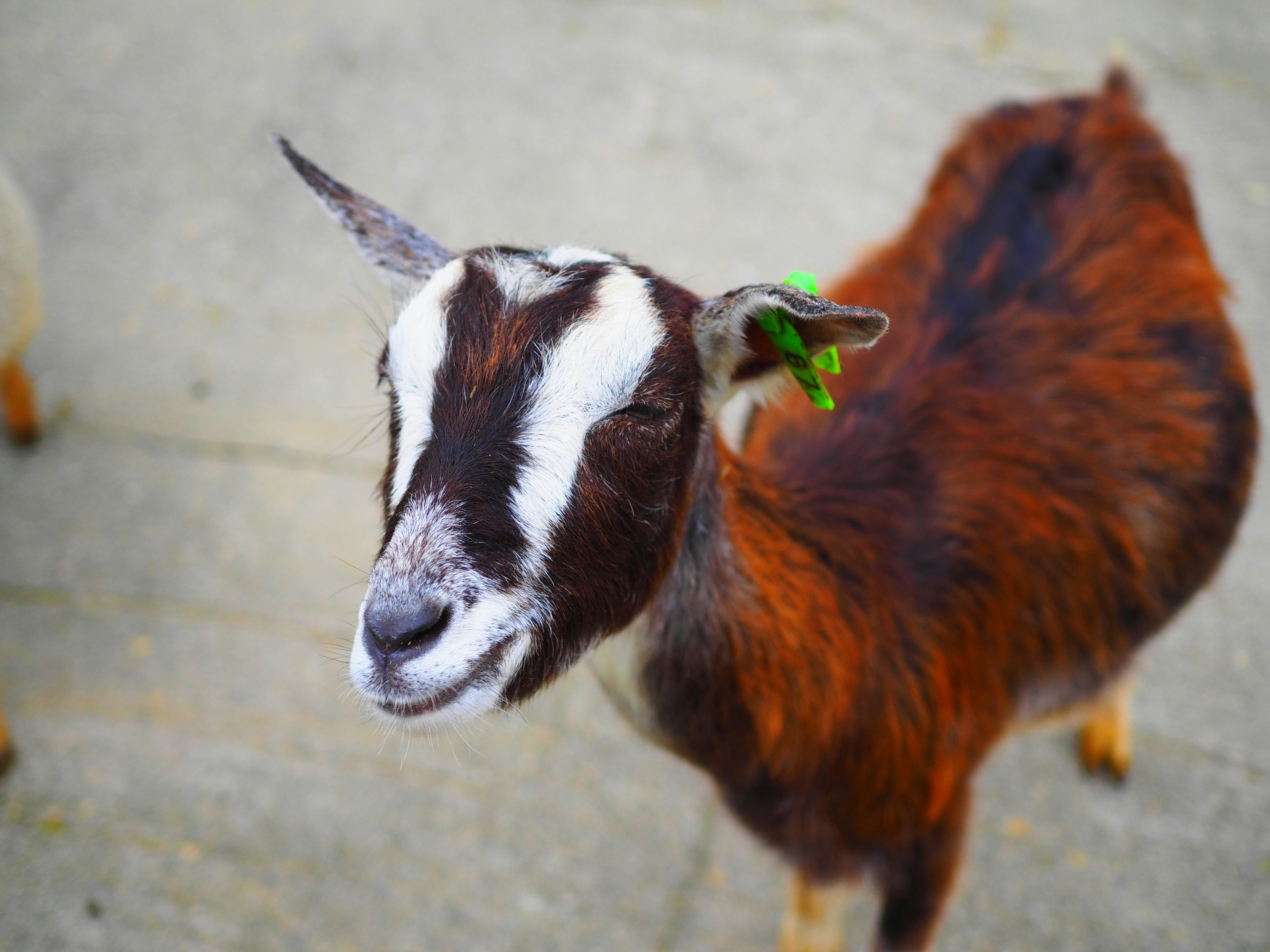 Dos cabras, un cabrito blanco y marrón y una cabra marrón, en un callejón exterior