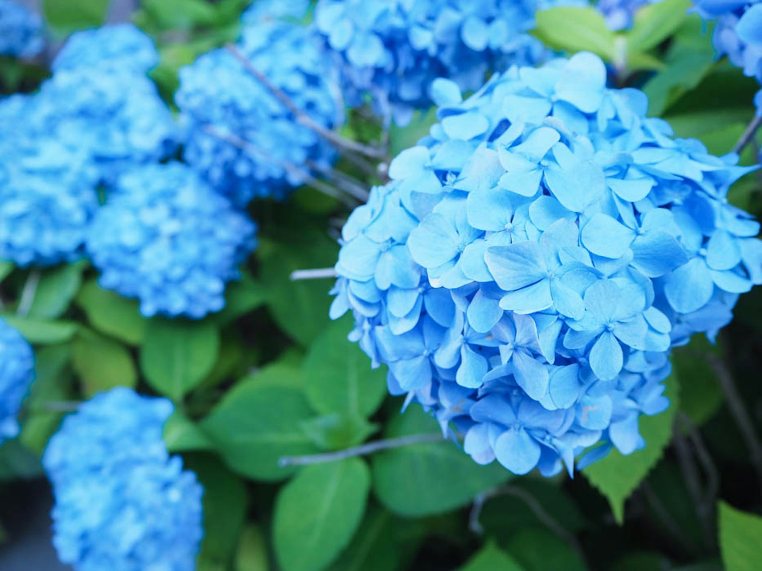 Blue hydrangea flowers surrounded by green leaves