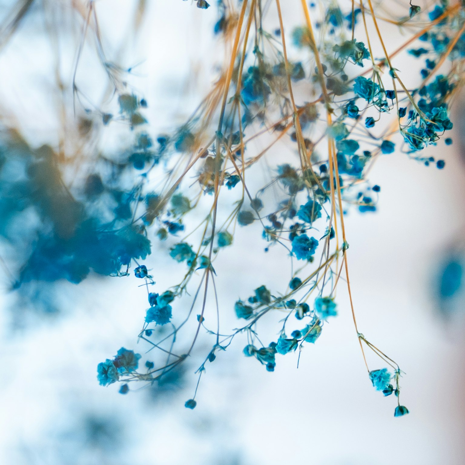 Delicate blue flowers hanging from thin branches