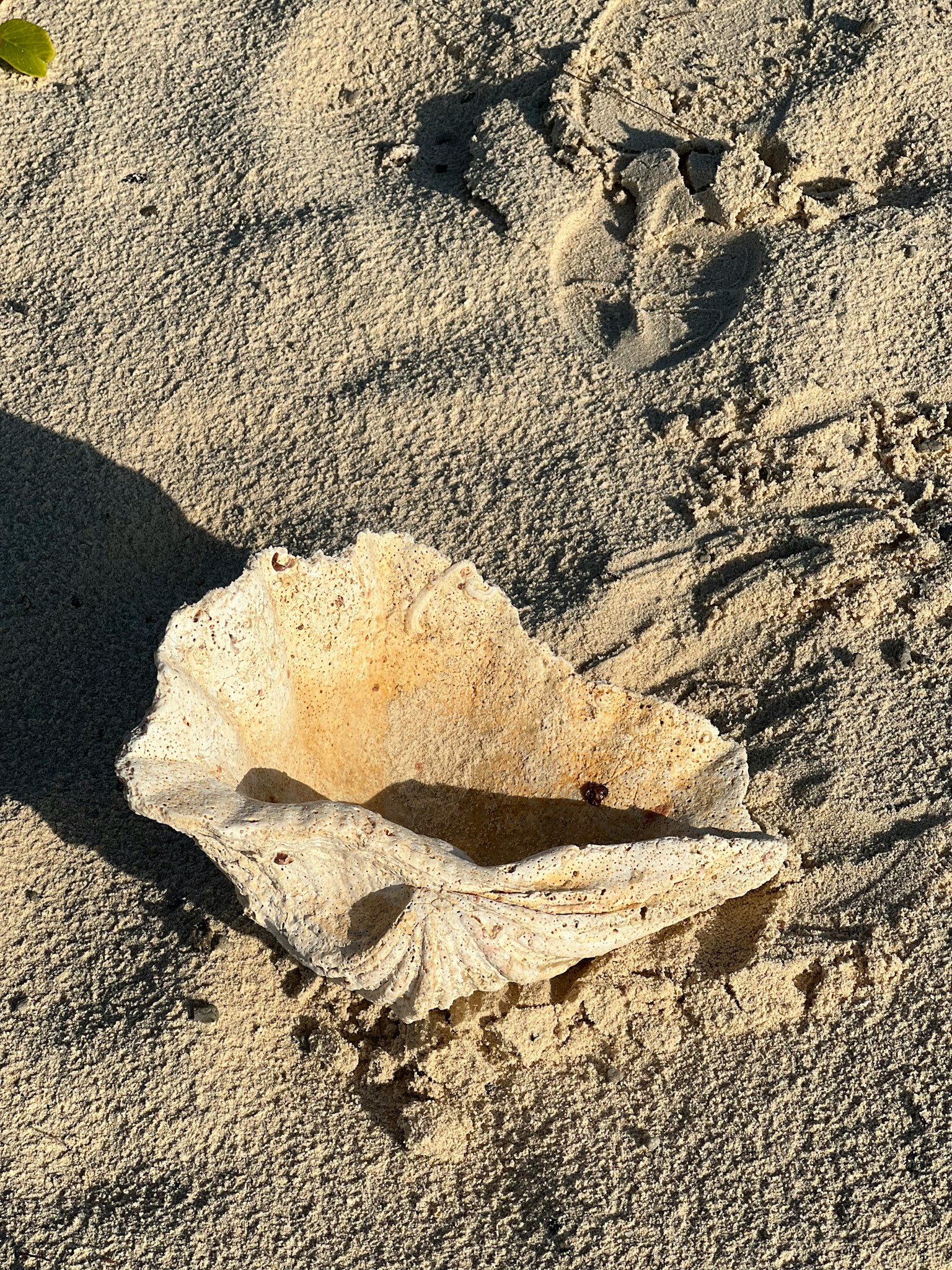 Large seashell on the sandy beach