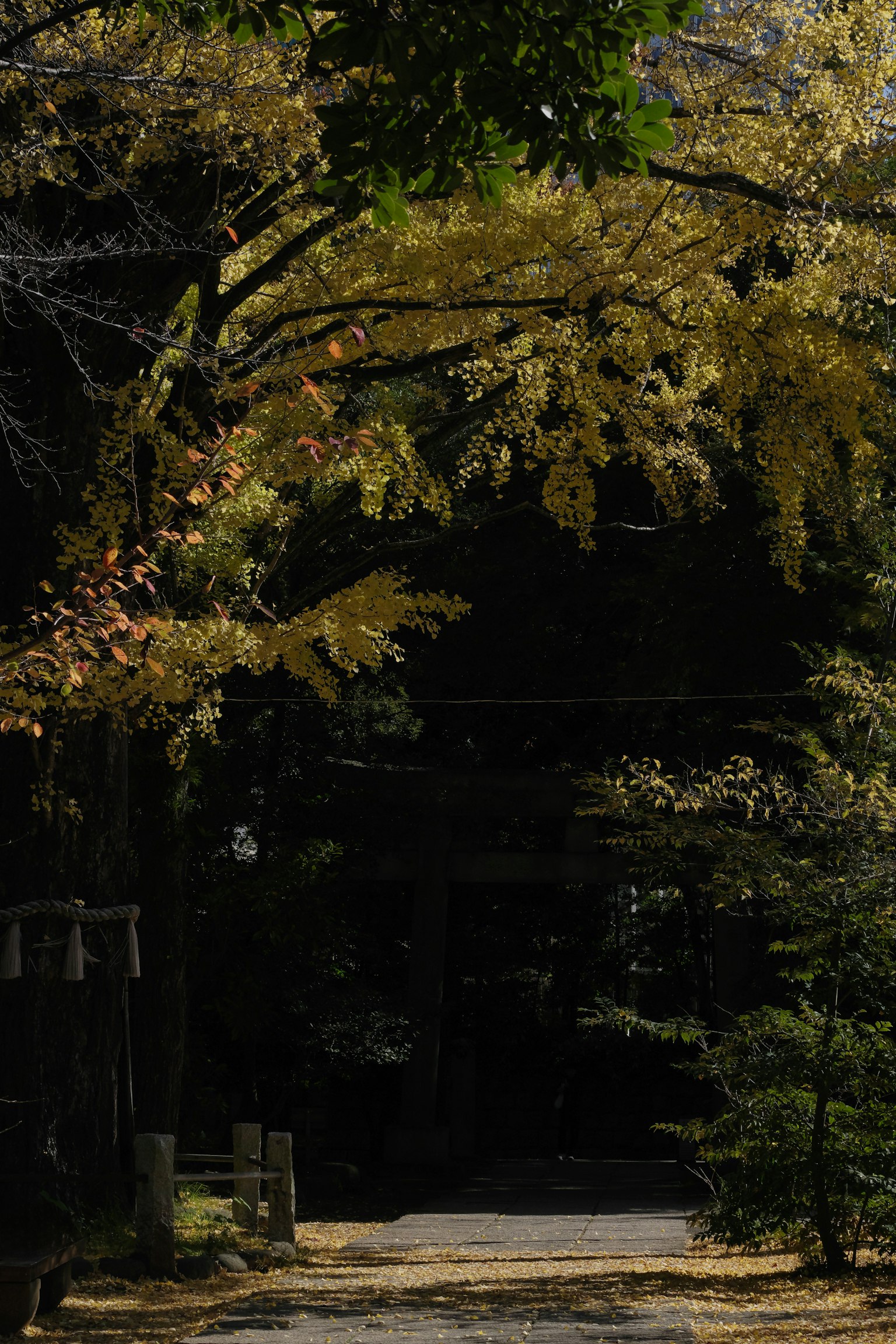 Pathway lined with trees displaying vibrant yellow autumn leaves
