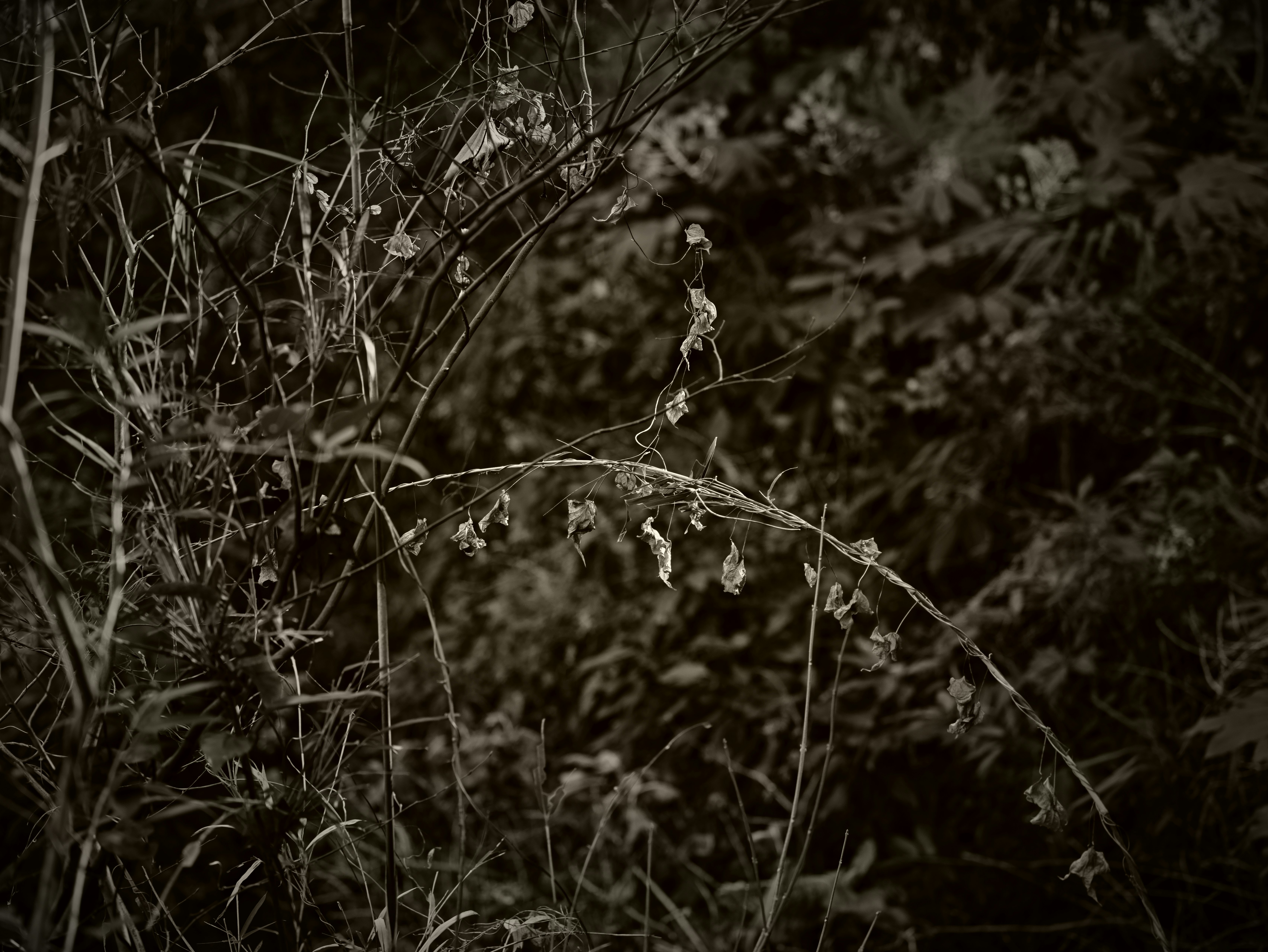 枯れ枝と草むらのある森の薄暗い風景