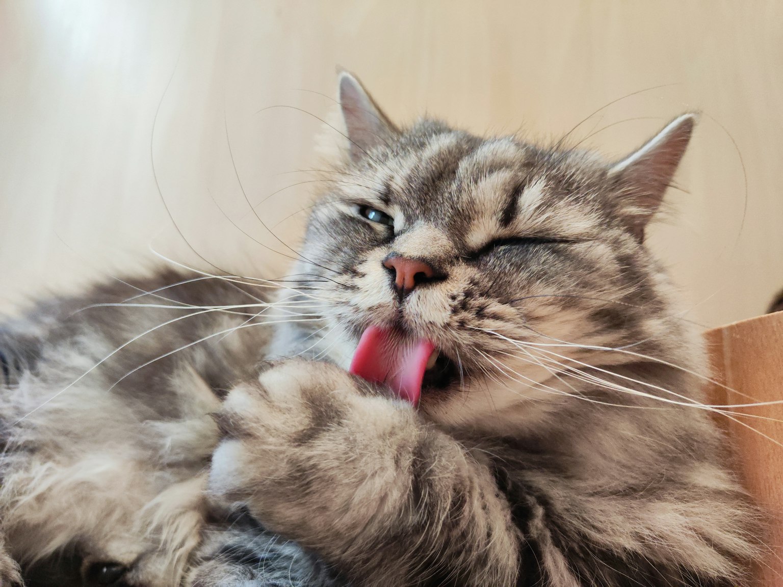 Un chat se léchant la patte avec sa langue sortie