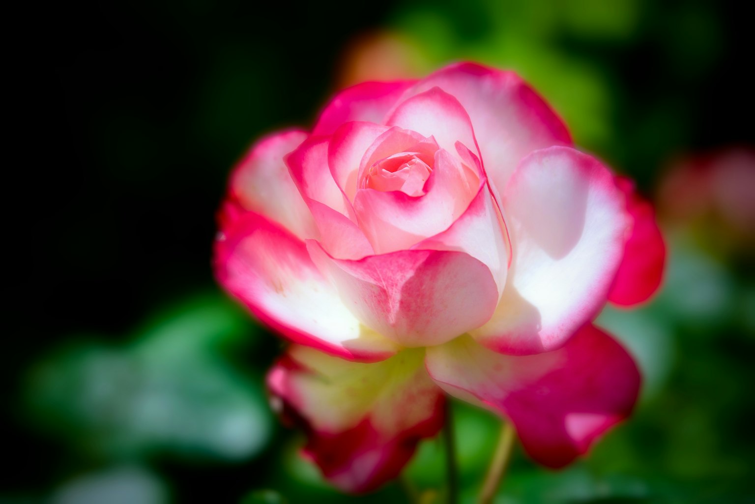Eine schöne rosa-weiße Rose mit verschwommenen grünen Blättern im Hintergrund