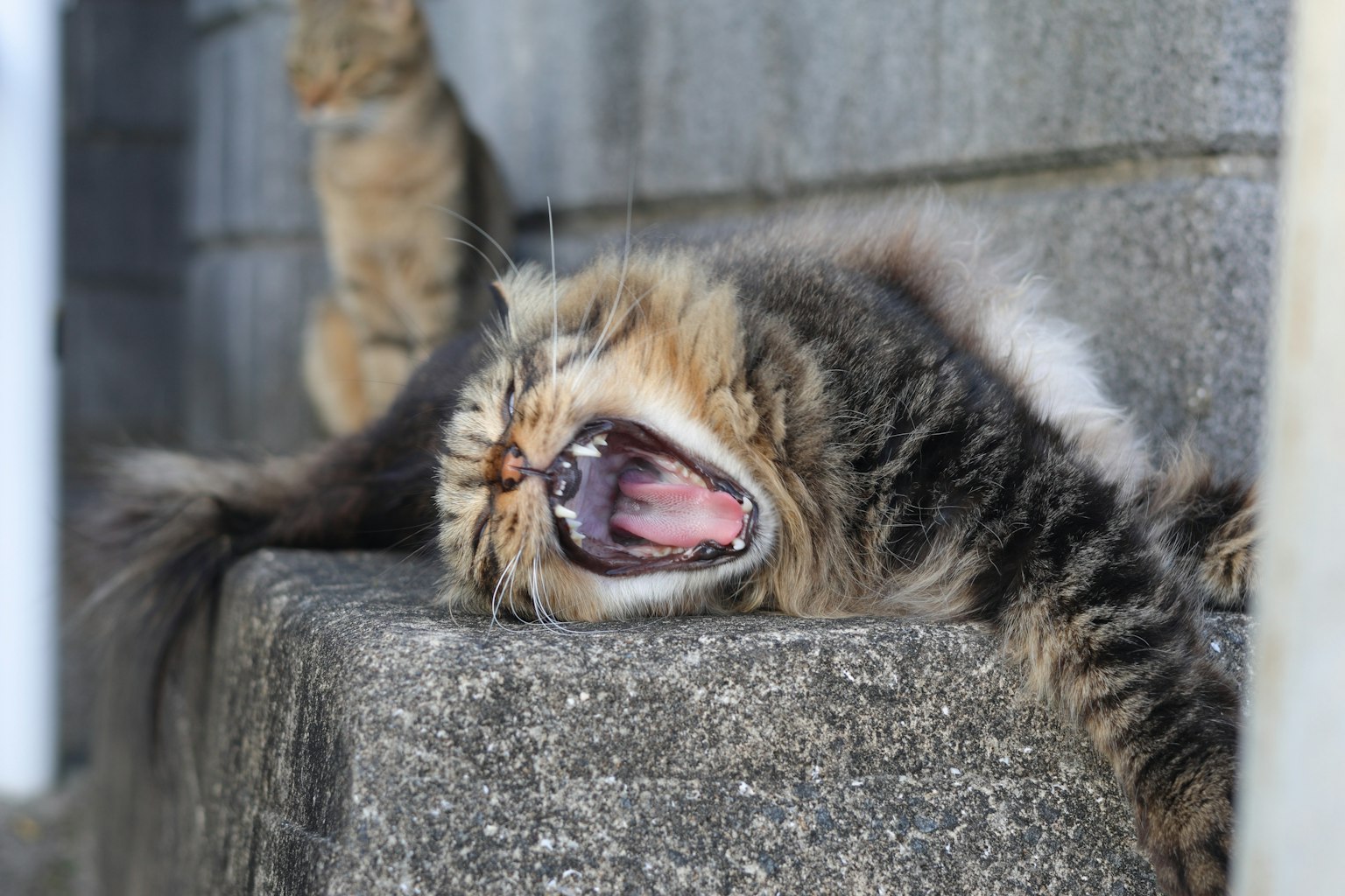 Un gatto marrone che sbadiglia ampiamente mentre è sdraiato su una superficie di cemento