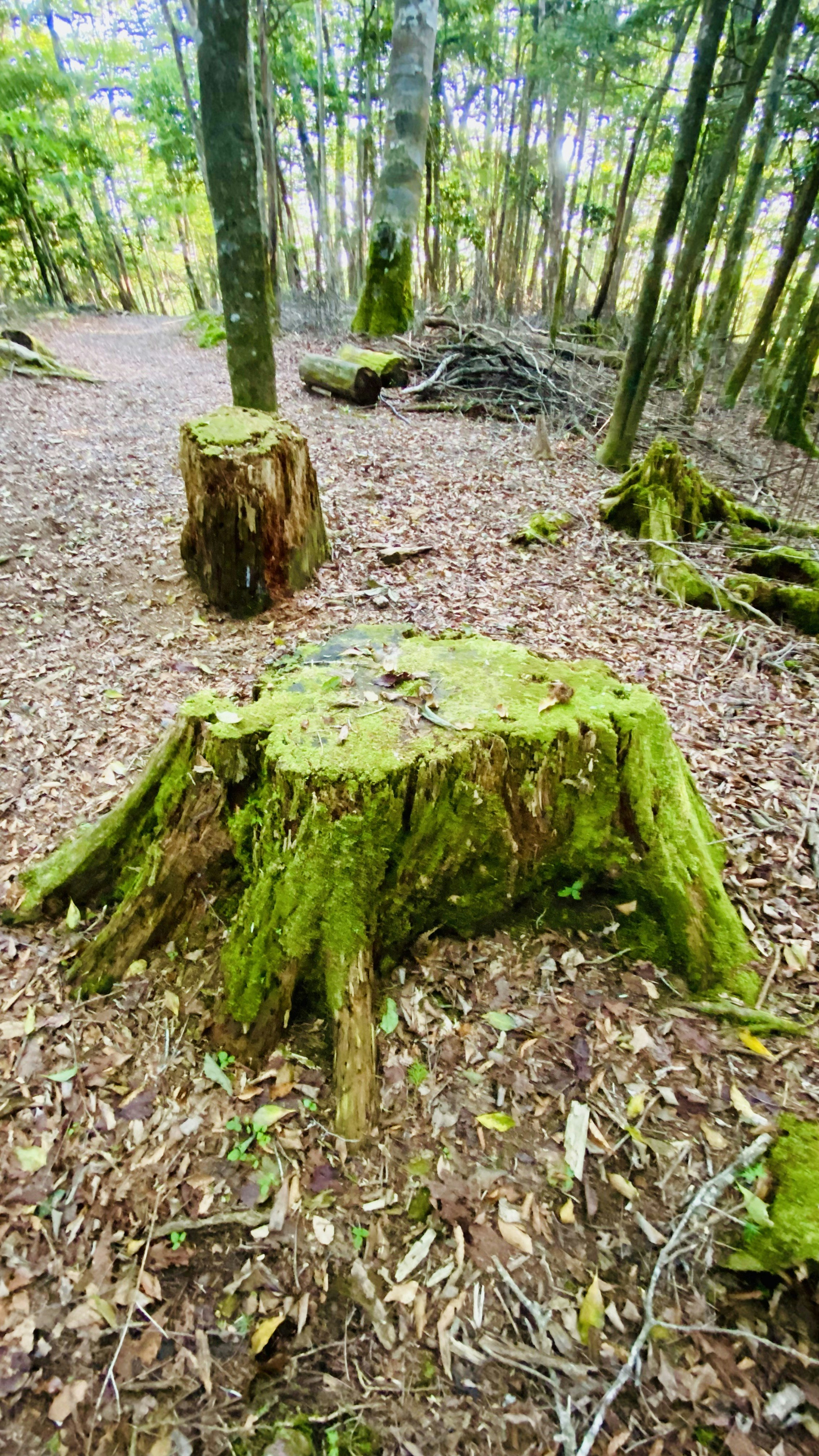 苔むした切り株が並ぶ森の散策路の風景