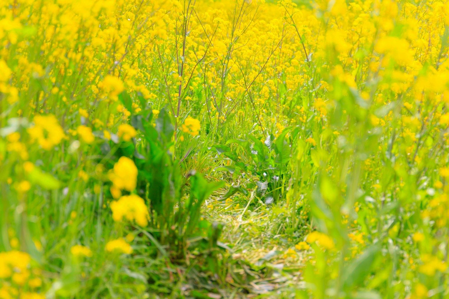 Jalan di antara ladang bunga kuning cerah