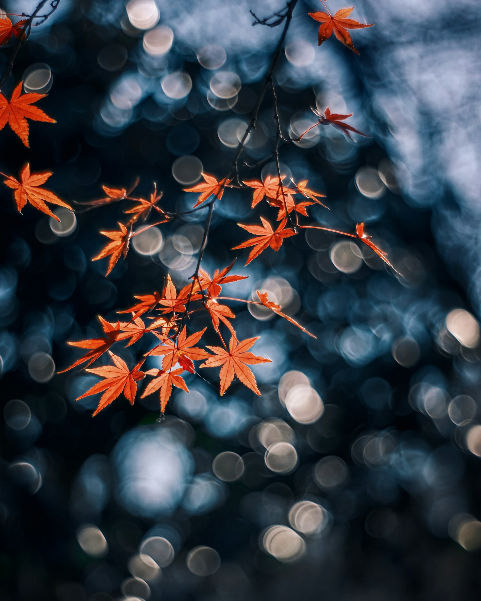 Lebendige rote Ahornblätter vor einem verschwommenen blauen Hintergrund, der eine schöne Herbstaussicht schafft
