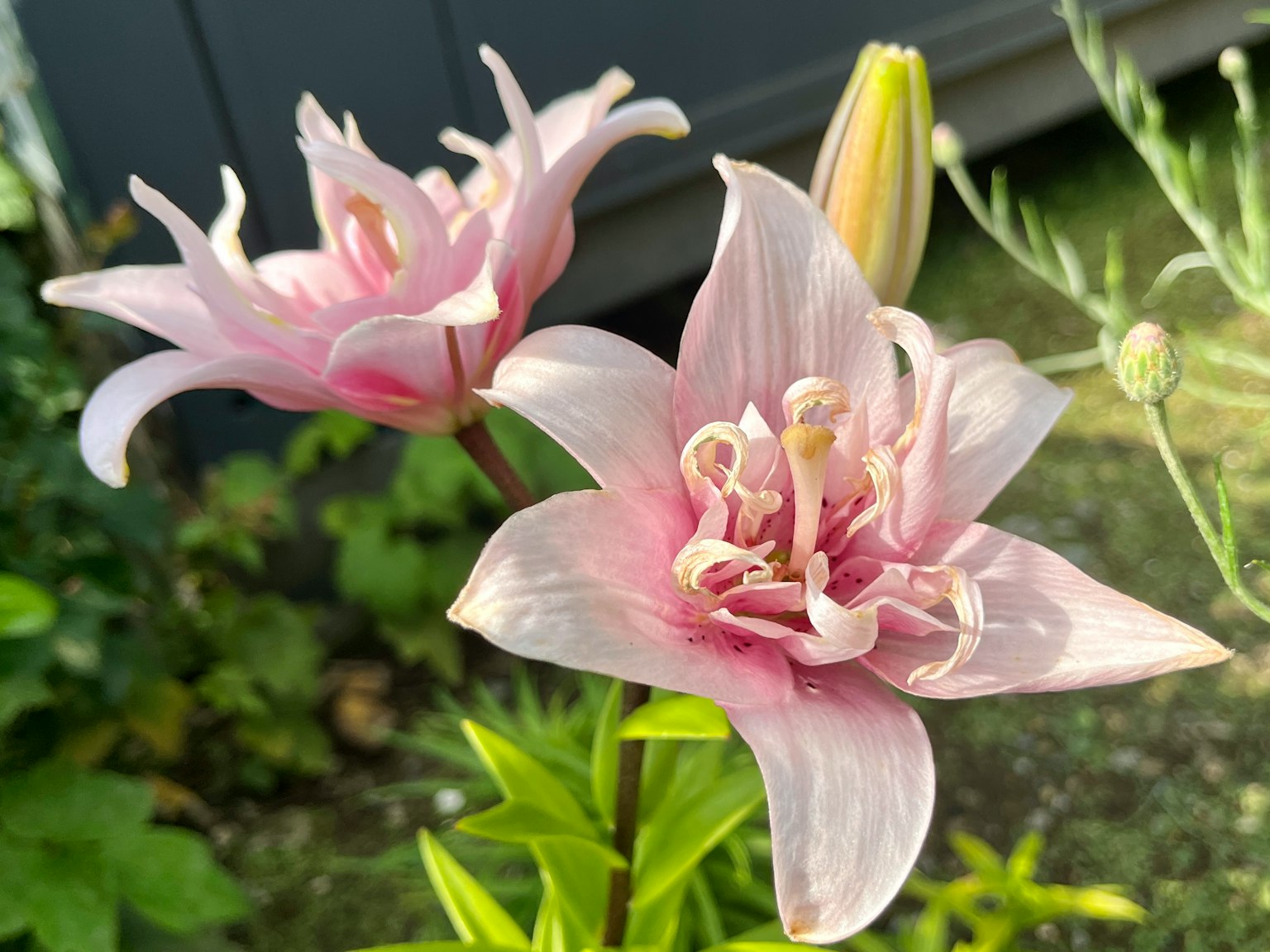 兩朵盛開的粉色百合花，花瓣精緻