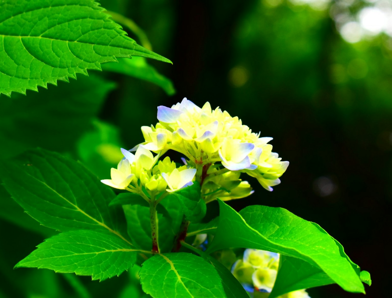 Une plante avec des feuilles vertes vives et des fleurs jaunes pâles et bleues