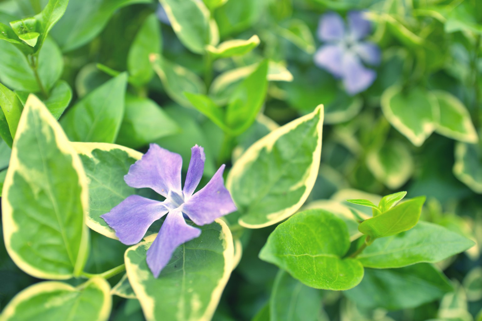 Primo piano di una pianta con fiori viola e foglie verdi