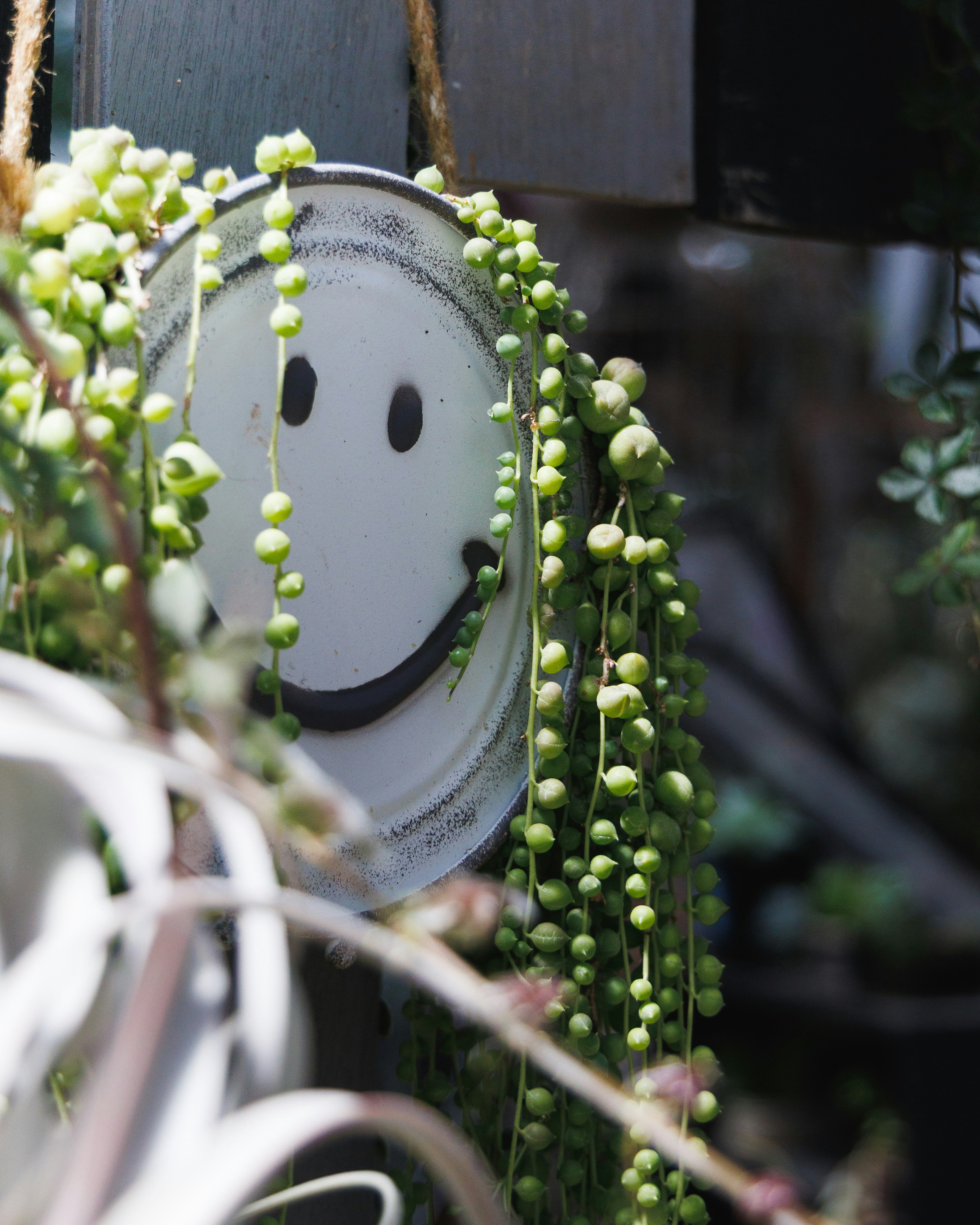 緑のつる植物に囲まれた丸い看板