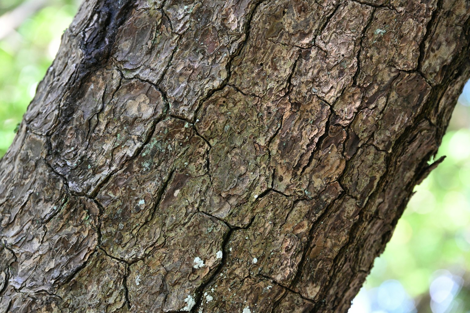 Textured surface of a tree trunk with cracks and details