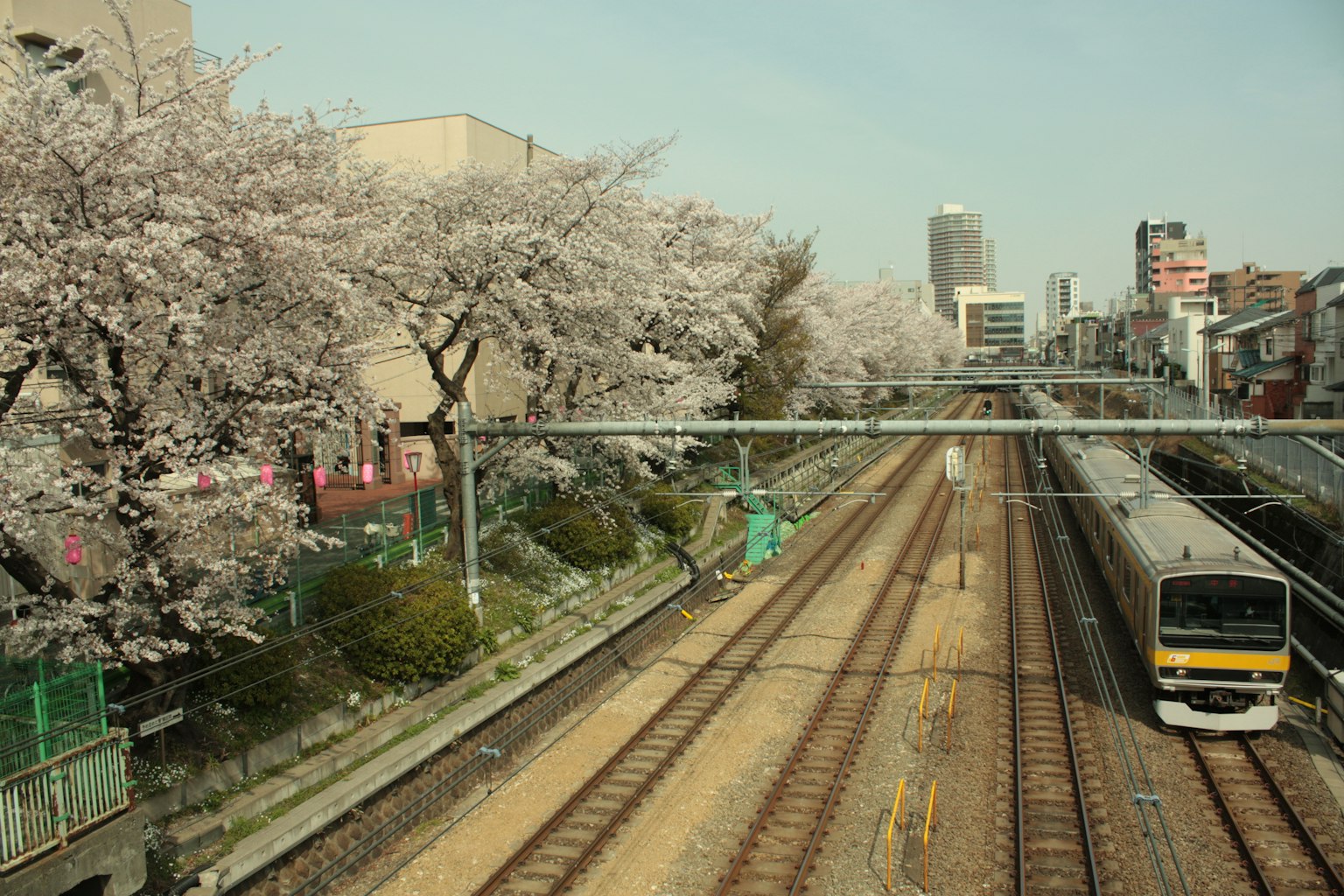 Pemandangan rel kereta dengan pohon sakura dan kereta