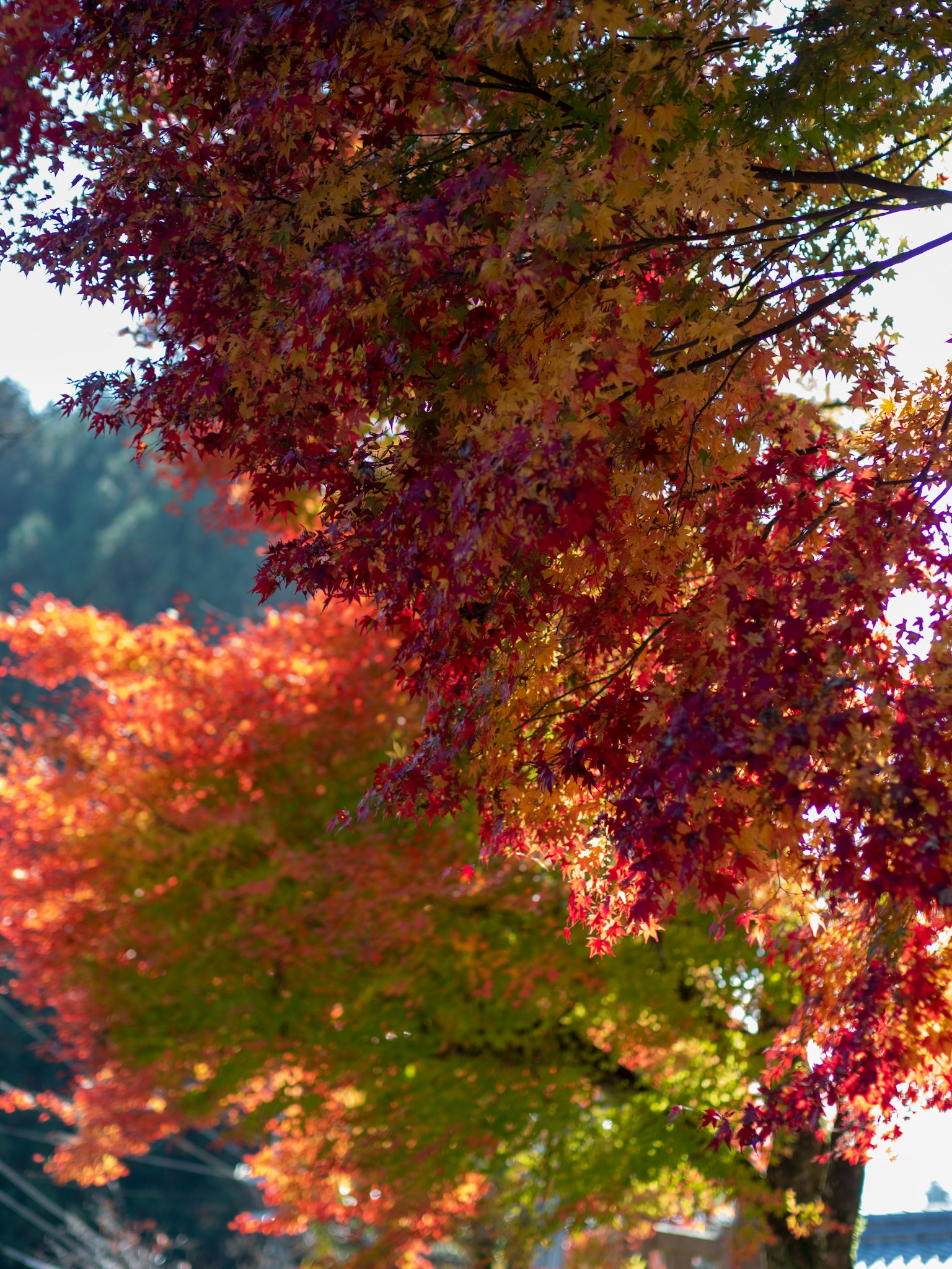 Lebendige Herbstlaub mit bunten Blättern