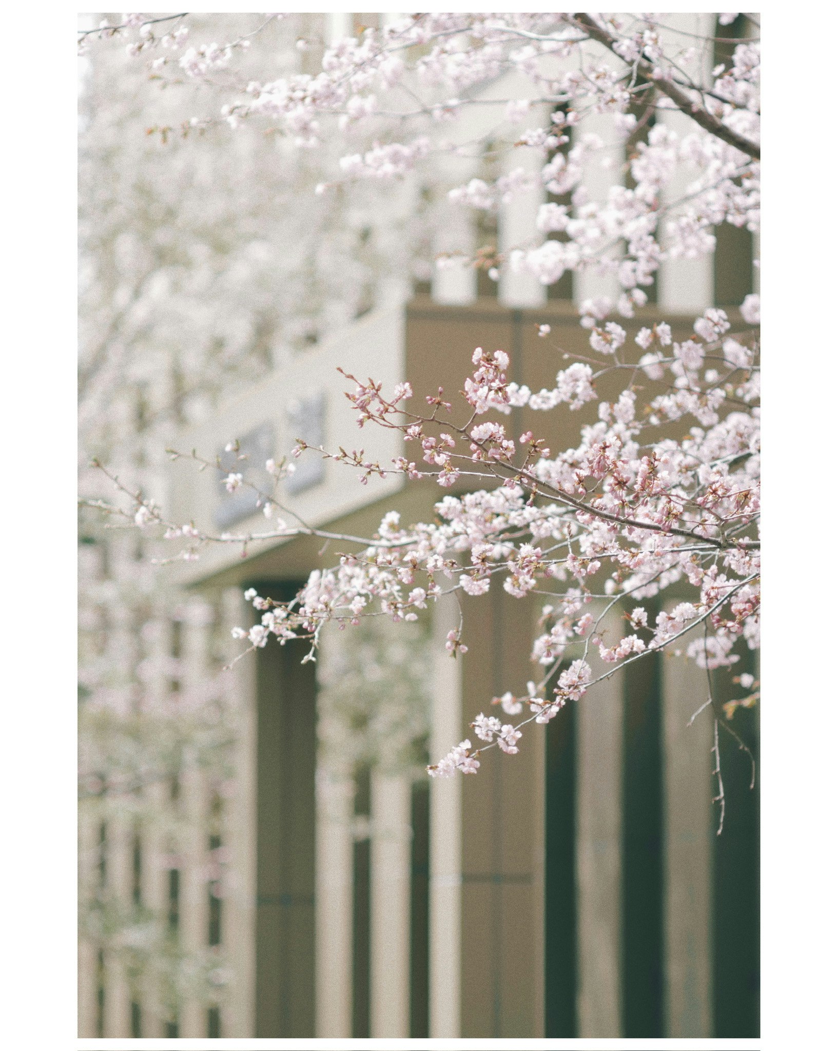 桜の花が咲く並木と白い花びらの奥行き