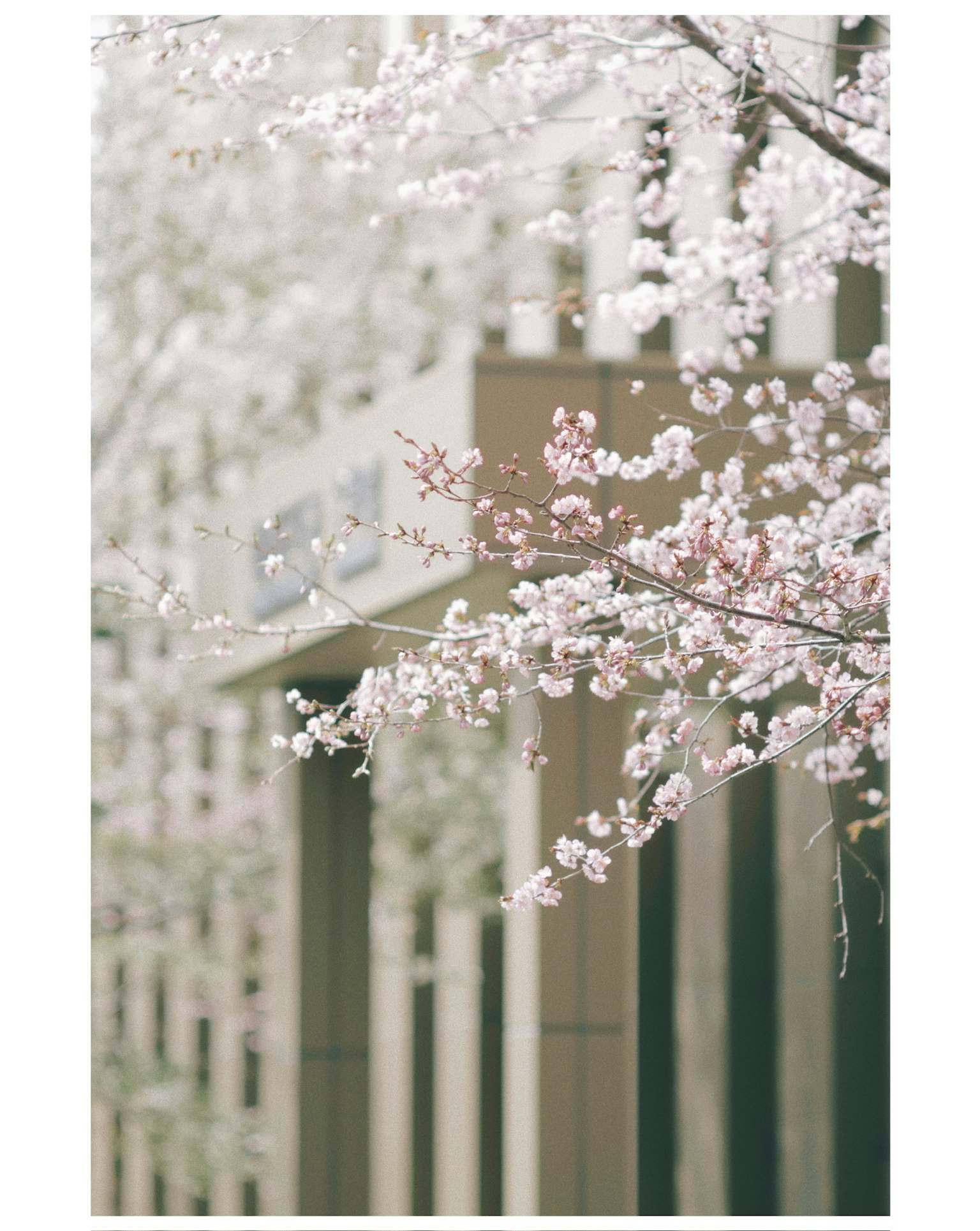 建筑前的樱花