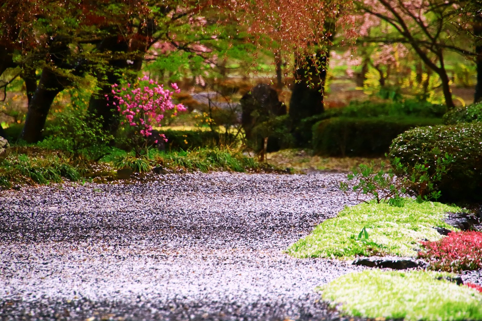 Jalan di taman yang indah yang ditutupi dengan kelopak bunga sakura dan rumput hijau