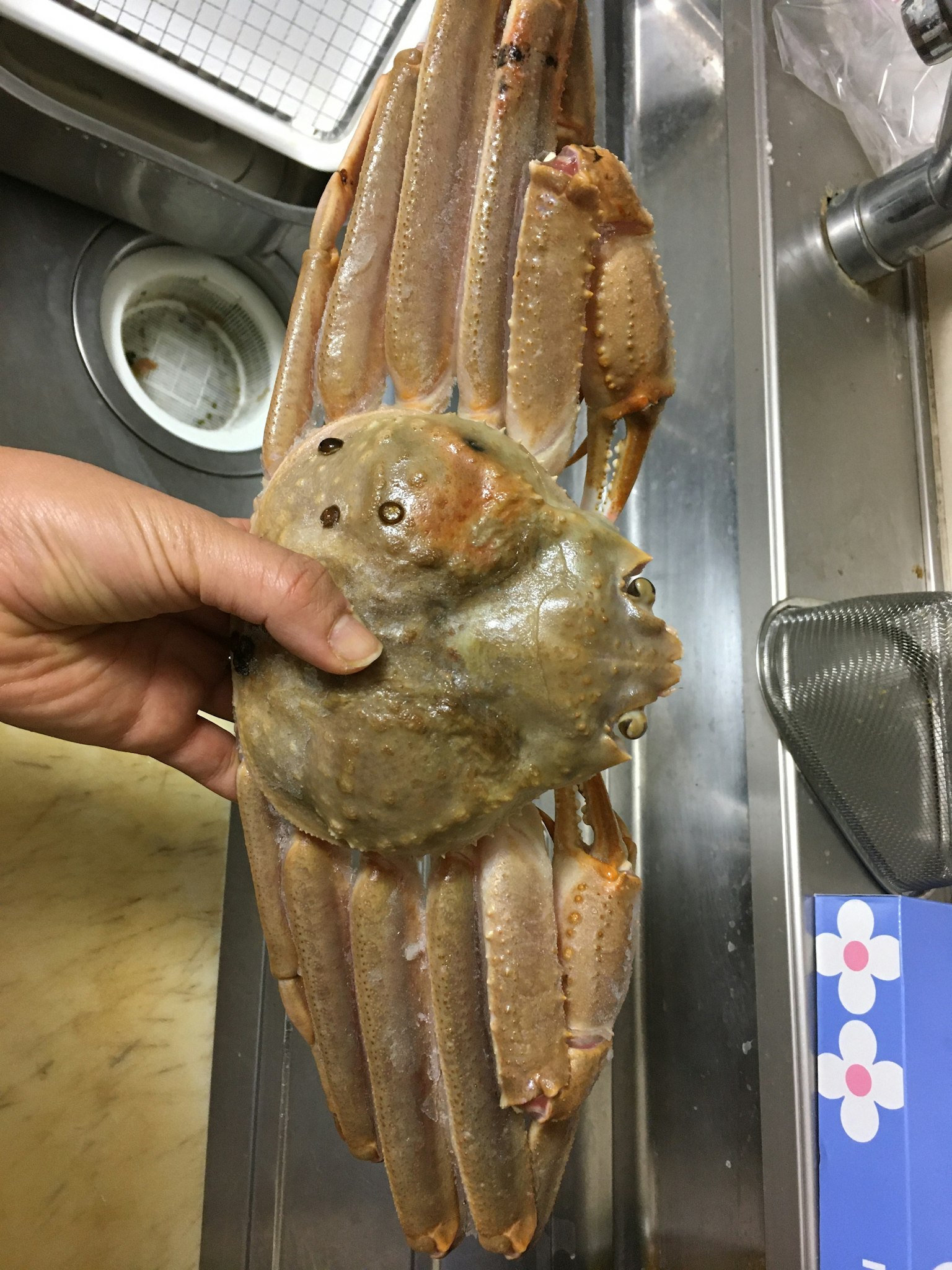 Un gros crabe tenu dans une main au-dessus d'un évier de cuisine