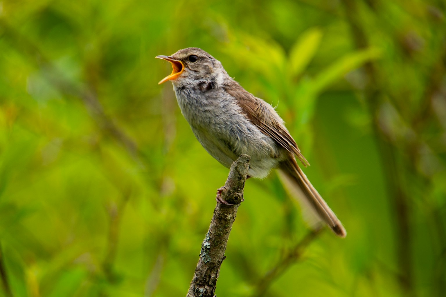A small bird singing on a branch with a green background