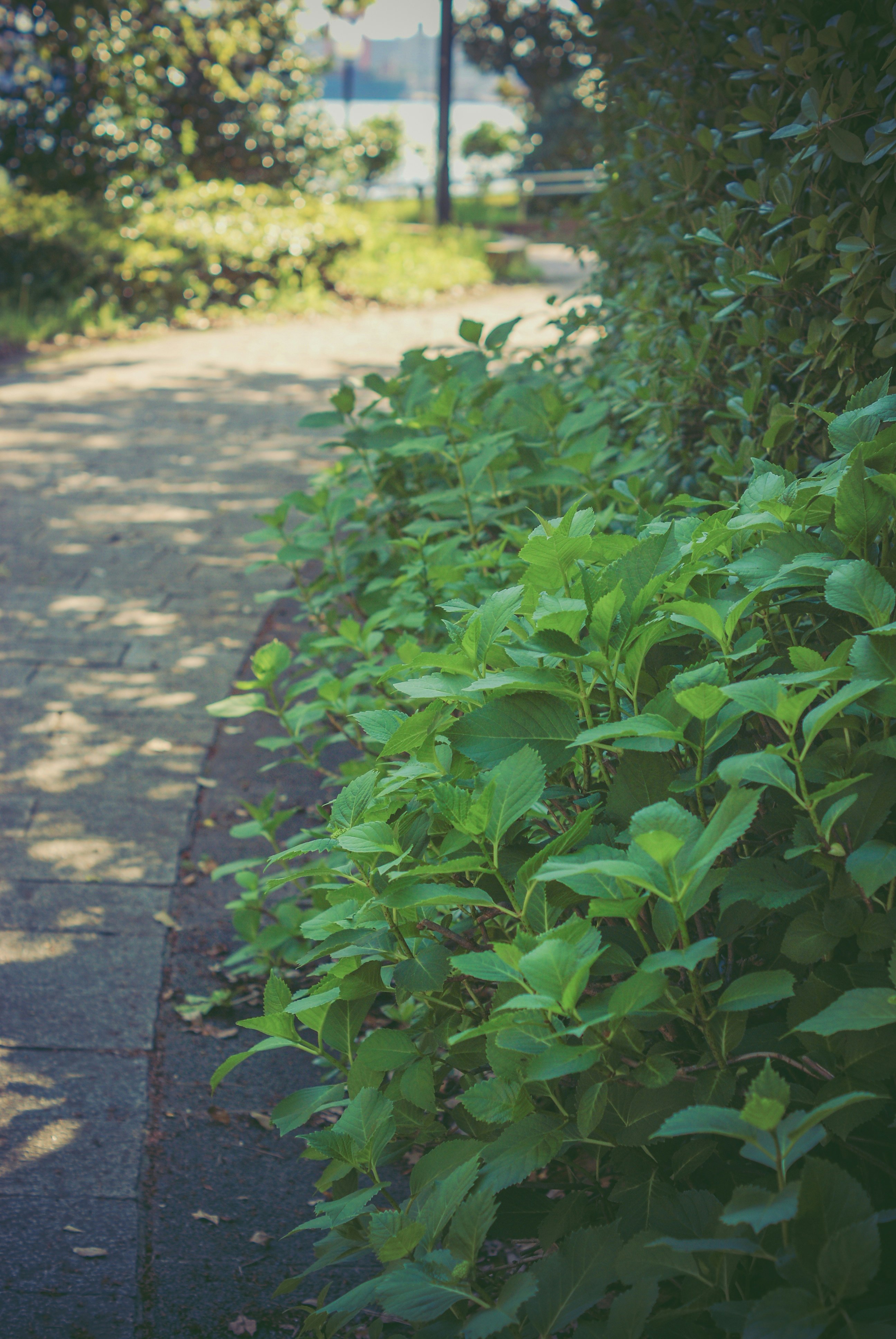 outdoor path lined with green shrubs
