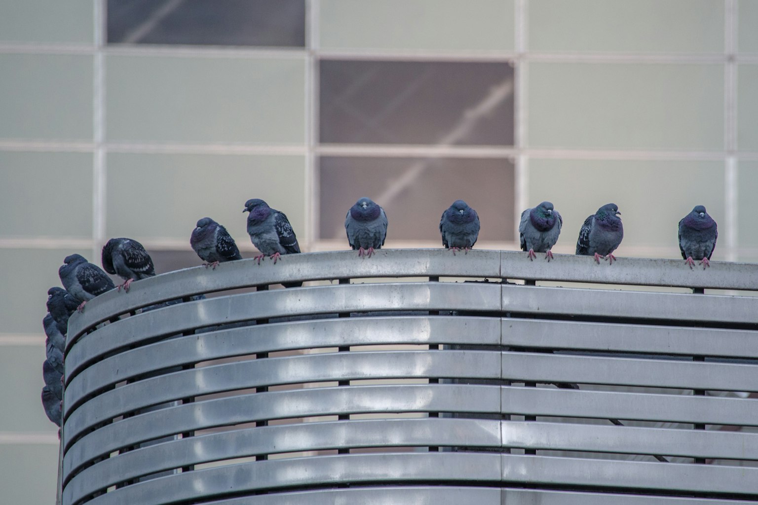Une rangée de pigeons perchés sur un rebord en métal incurvé