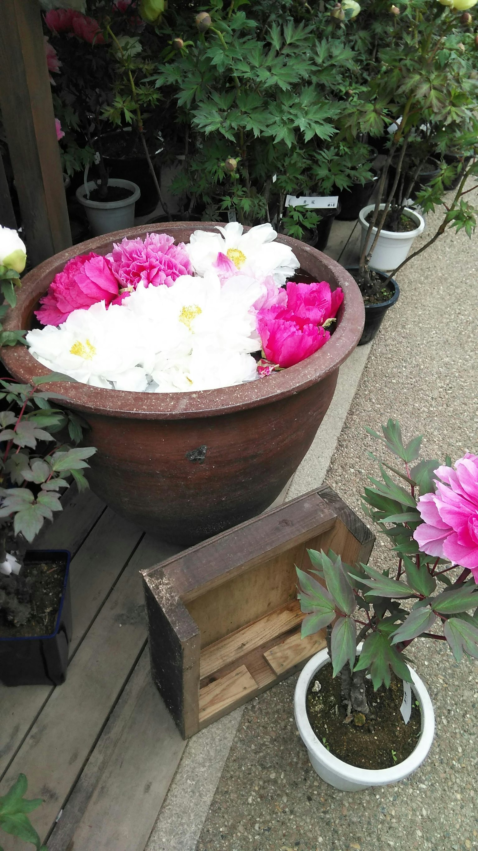 Scena di giardino con un vaso di peonie e una scatola di legno