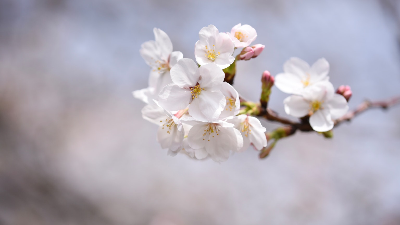 Primer plano de una rama con flores de cerezo blancas