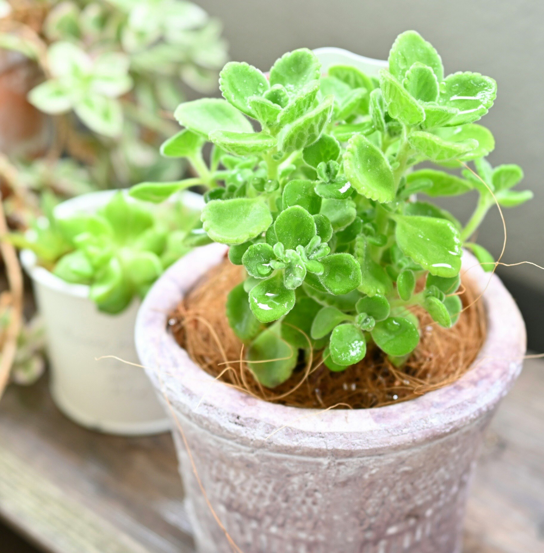 多肉植物アロマティカスの寄せ植え鉢とグリーンのベランダガーデニング