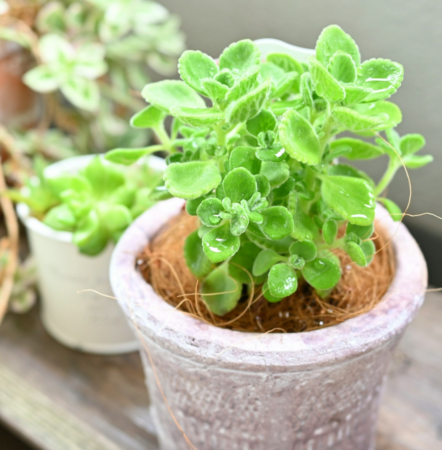 Une plante succulente verte dans un pot violet clair avec de la terre et de la mousse visibles