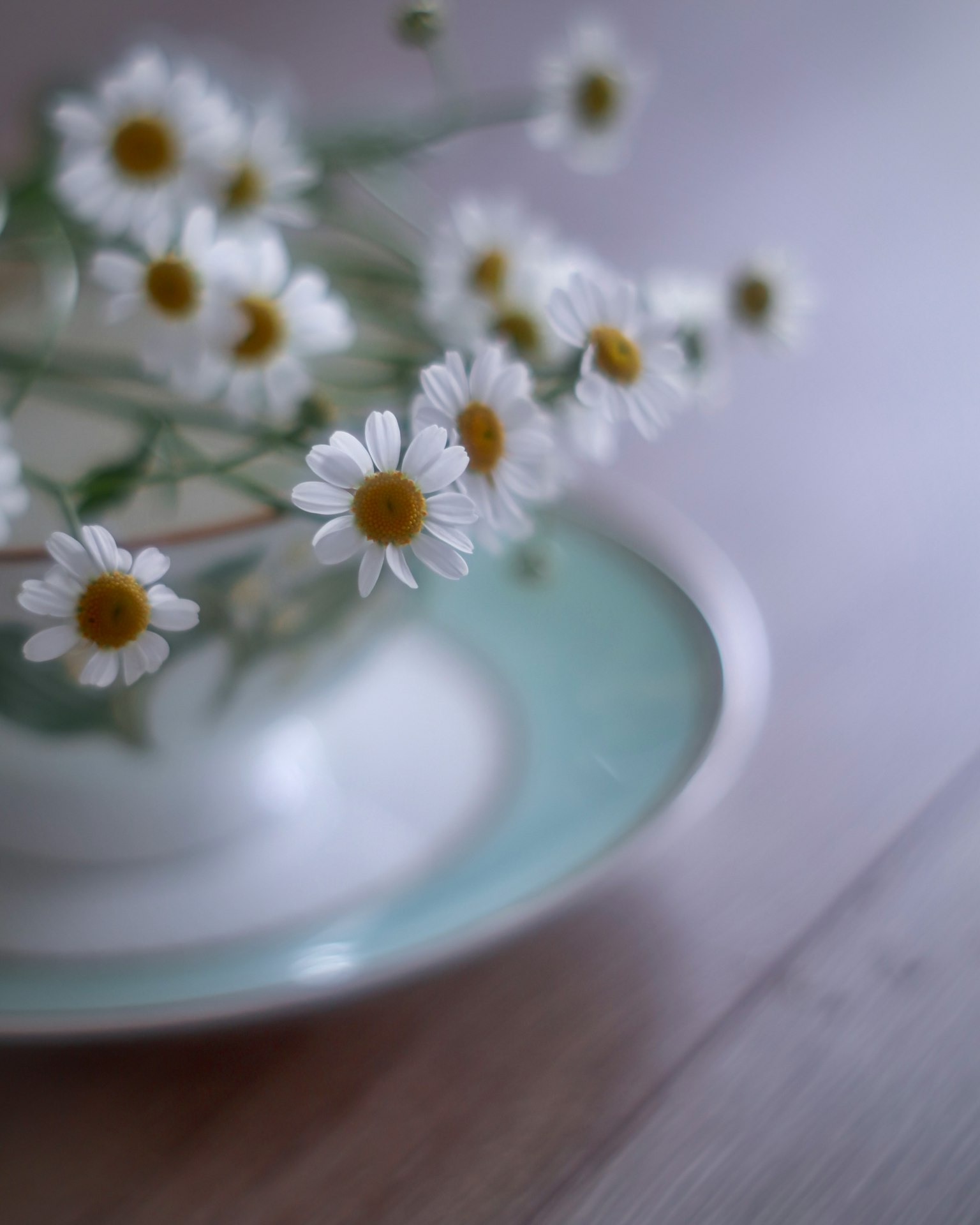 White daisies arranged in a white bowl with a light blue rim