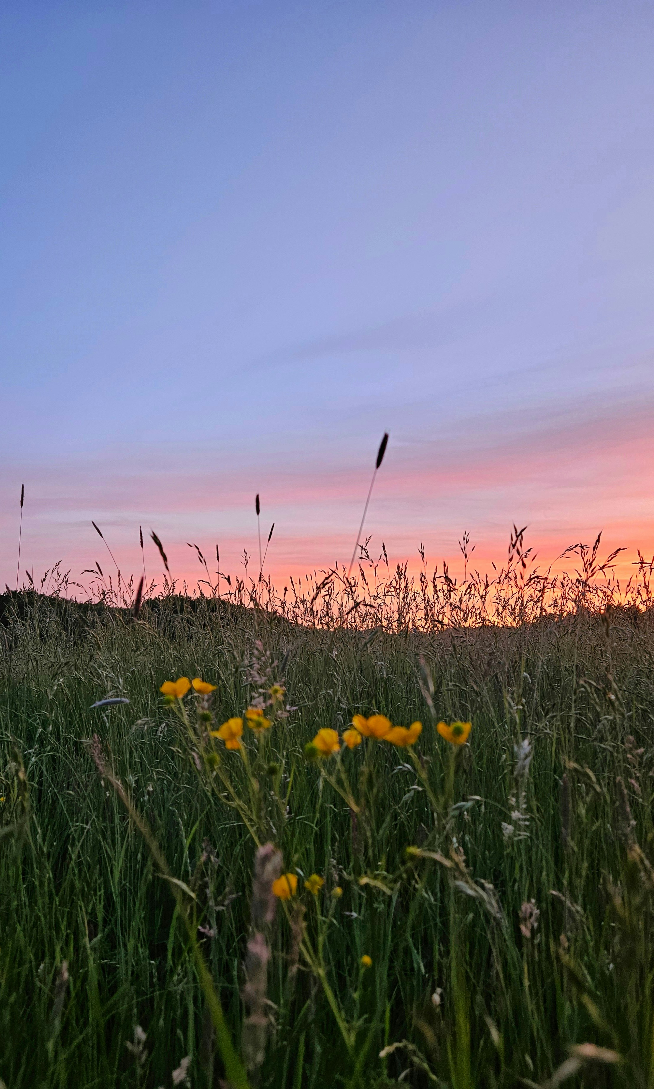 May field in Wiltshire with wildflowers and a sunset sky