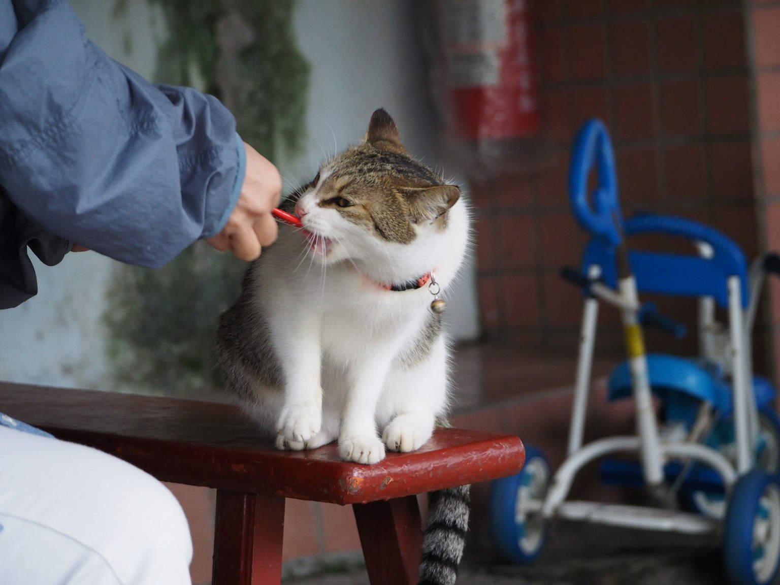 Un chat assis sur un banc caressé par une main