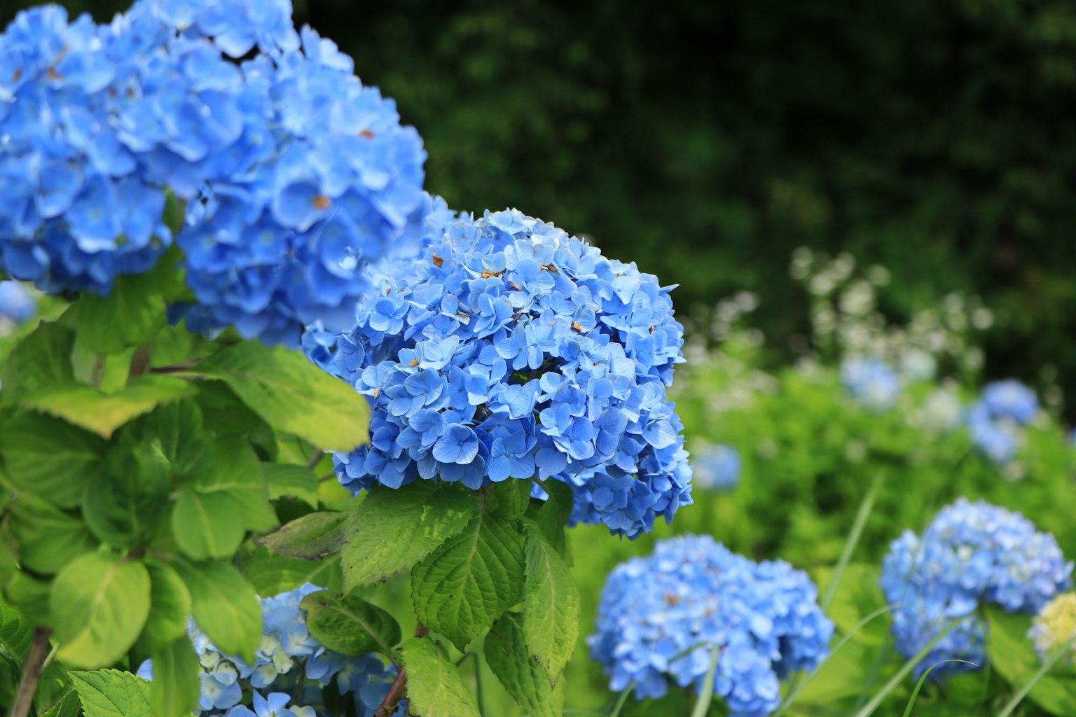 Ein Garten mit blühenden blauen Hortensien