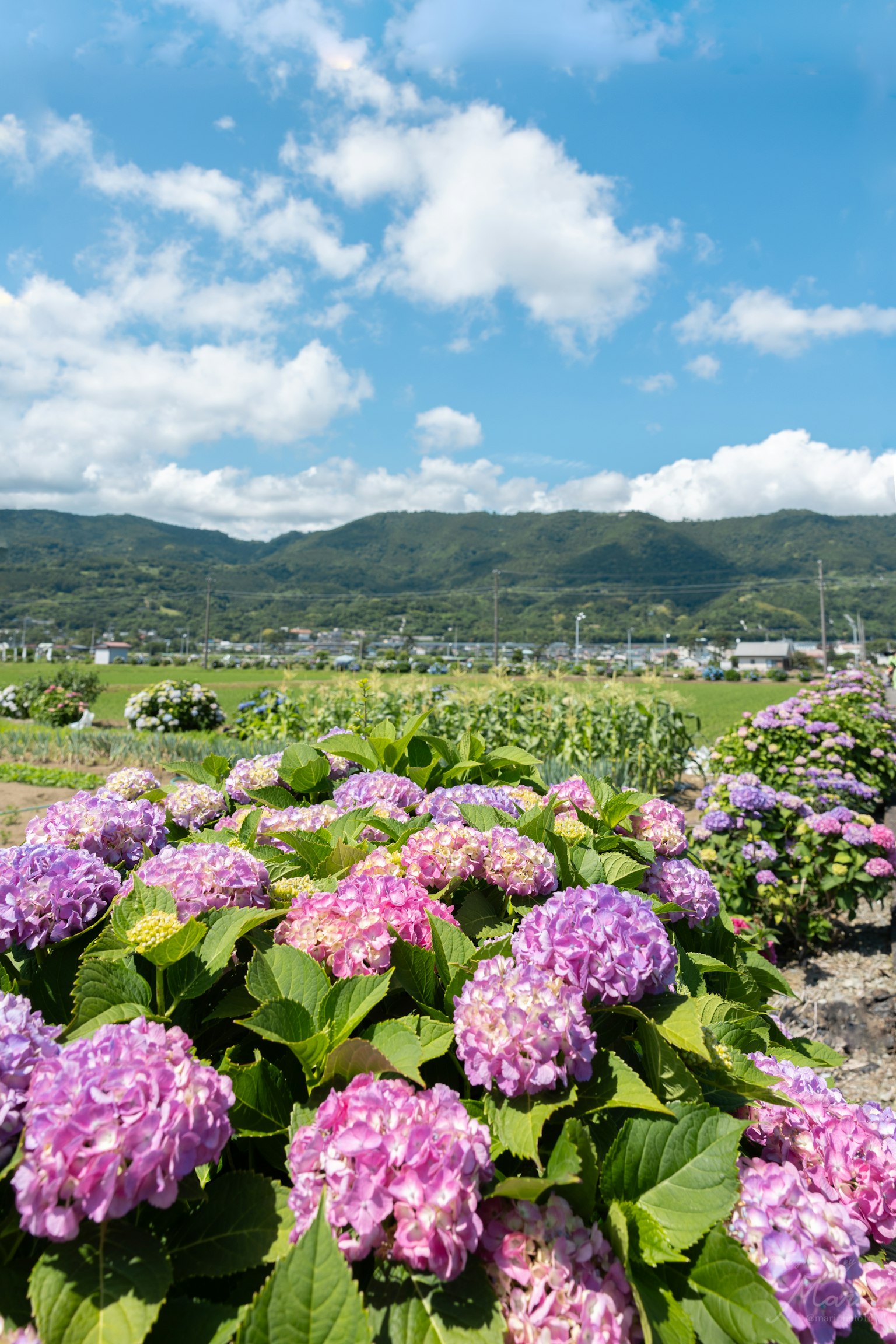 Pemandangan indah dengan bunga hydrangea dan langit biru