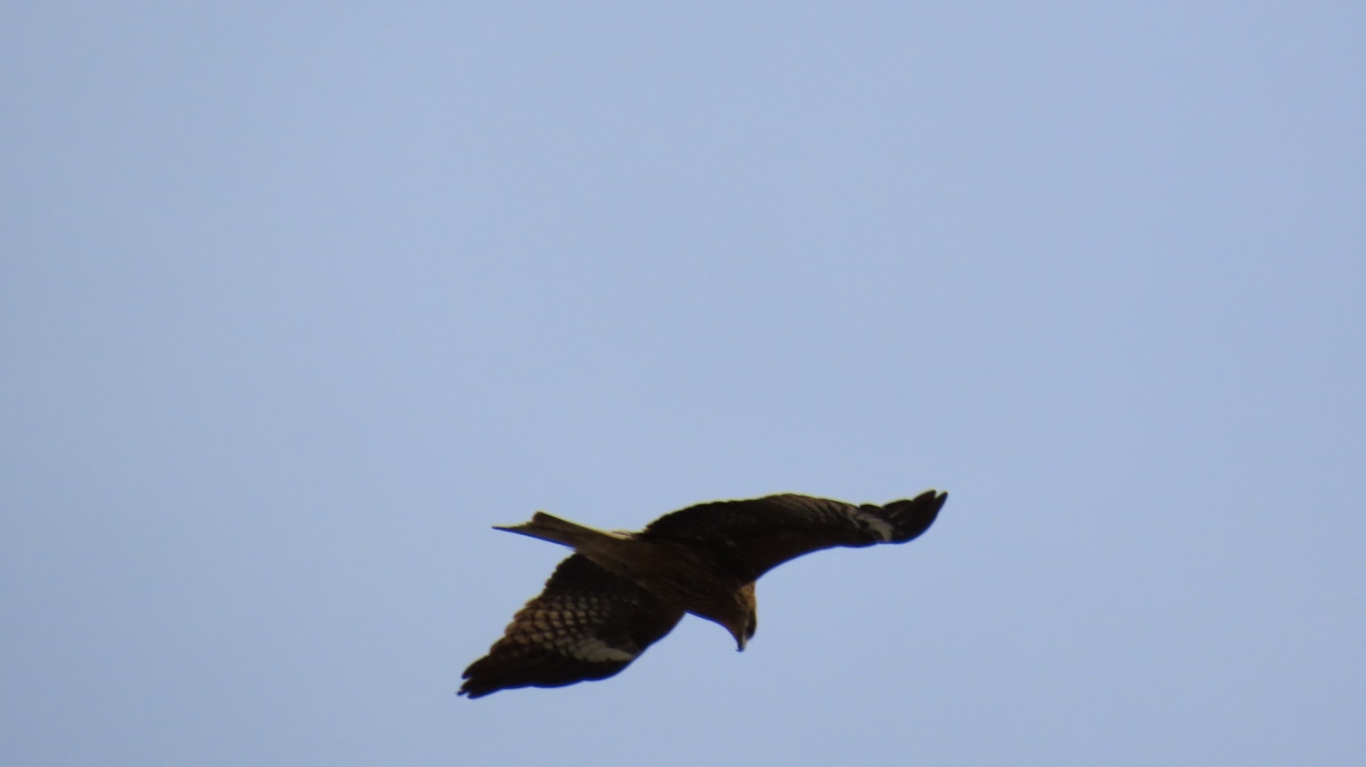 Silhouette di un falco che vola contro un cielo blu