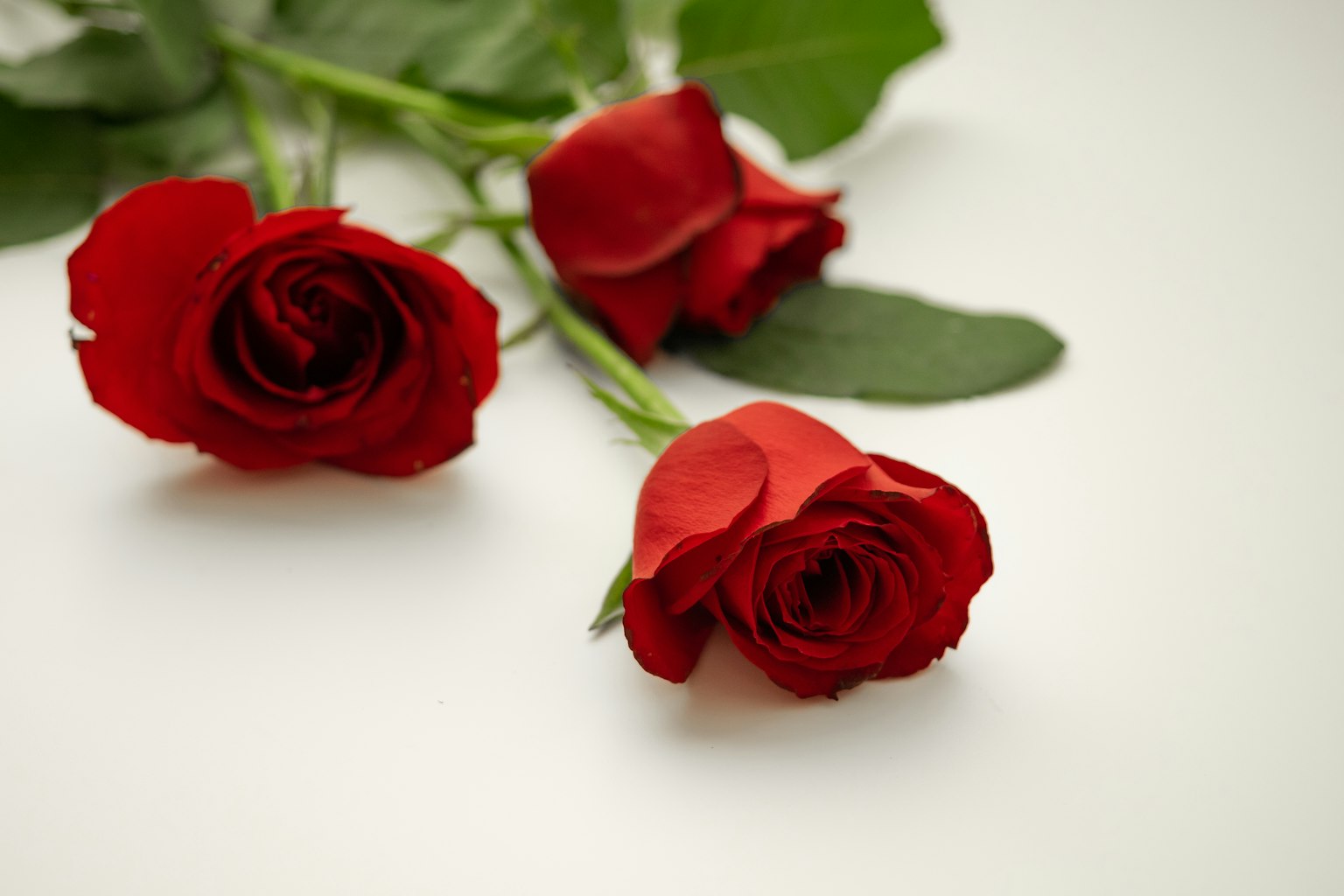 Three red roses with green leaves on a white background