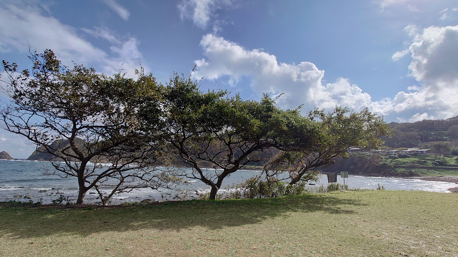 Vue pittoresque d'arbres au bord de l'océan sous un ciel bleu