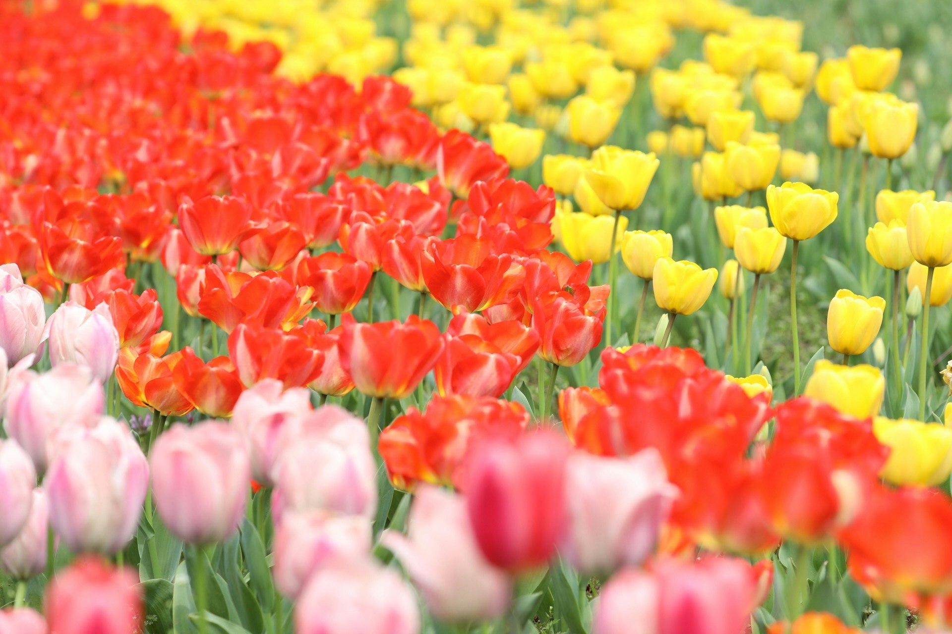 色とりどりのチューリップが咲き並ぶ花畑