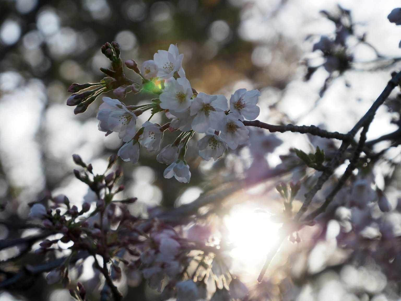樱花特写，阳光透过花瓣照射