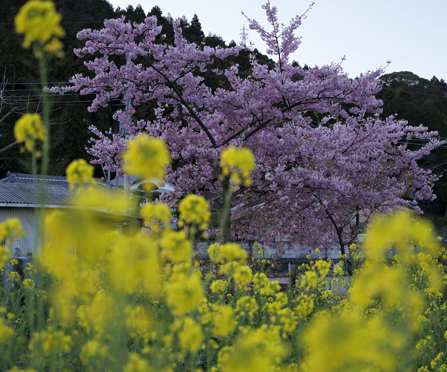 Pemandangan indah dengan pohon sakura dan ladang canola