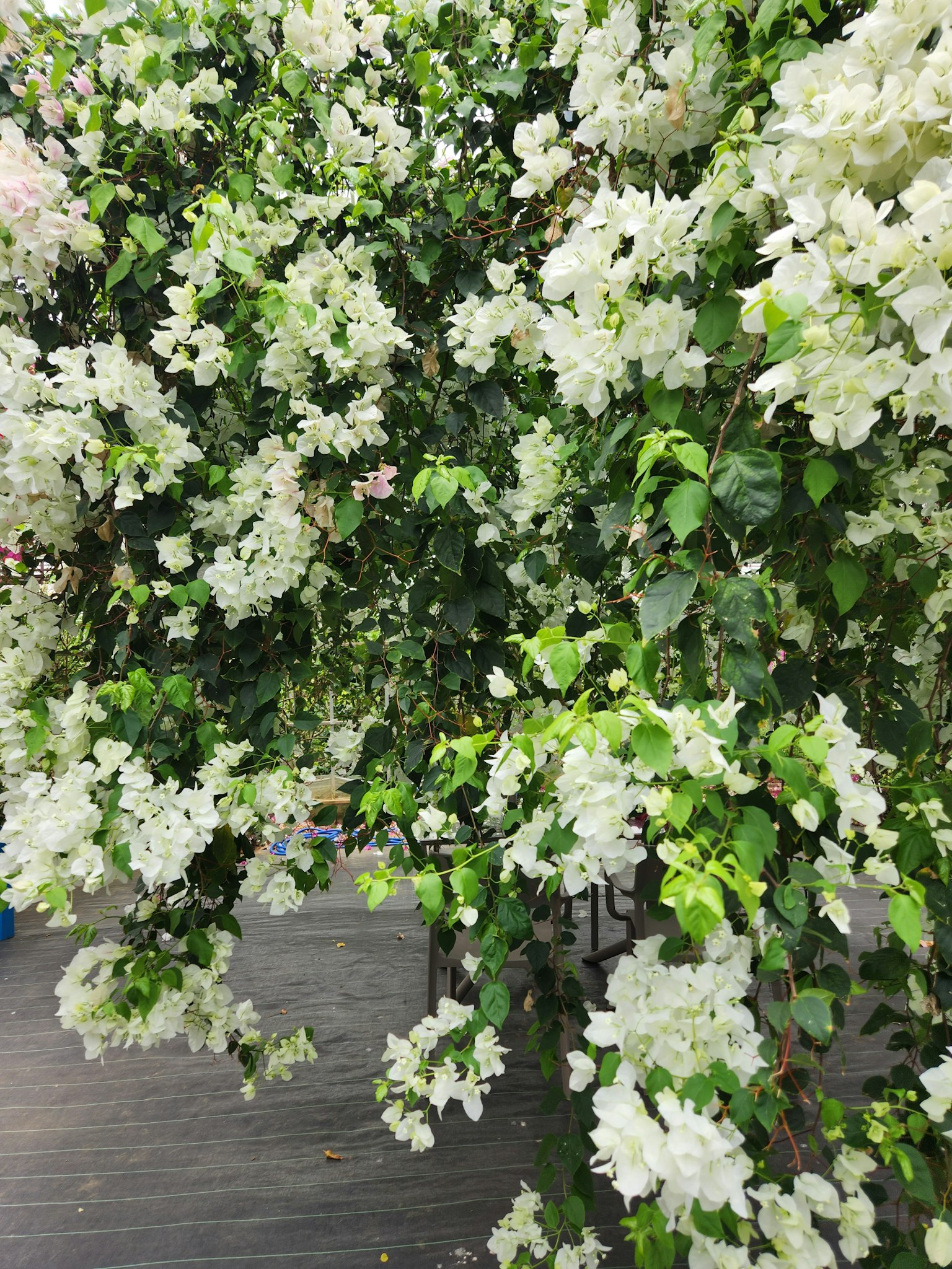 Gros plan d'une plante verte avec de nombreuses fleurs blanches
