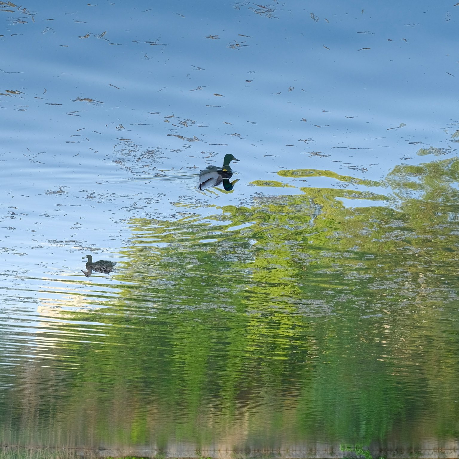 Dos patos nadando en la superficie del agua con reflejos verdes