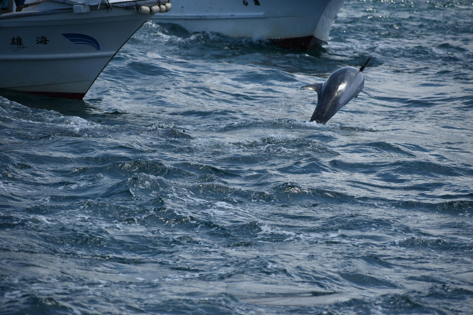 Dolphin jumping out of the water near boats