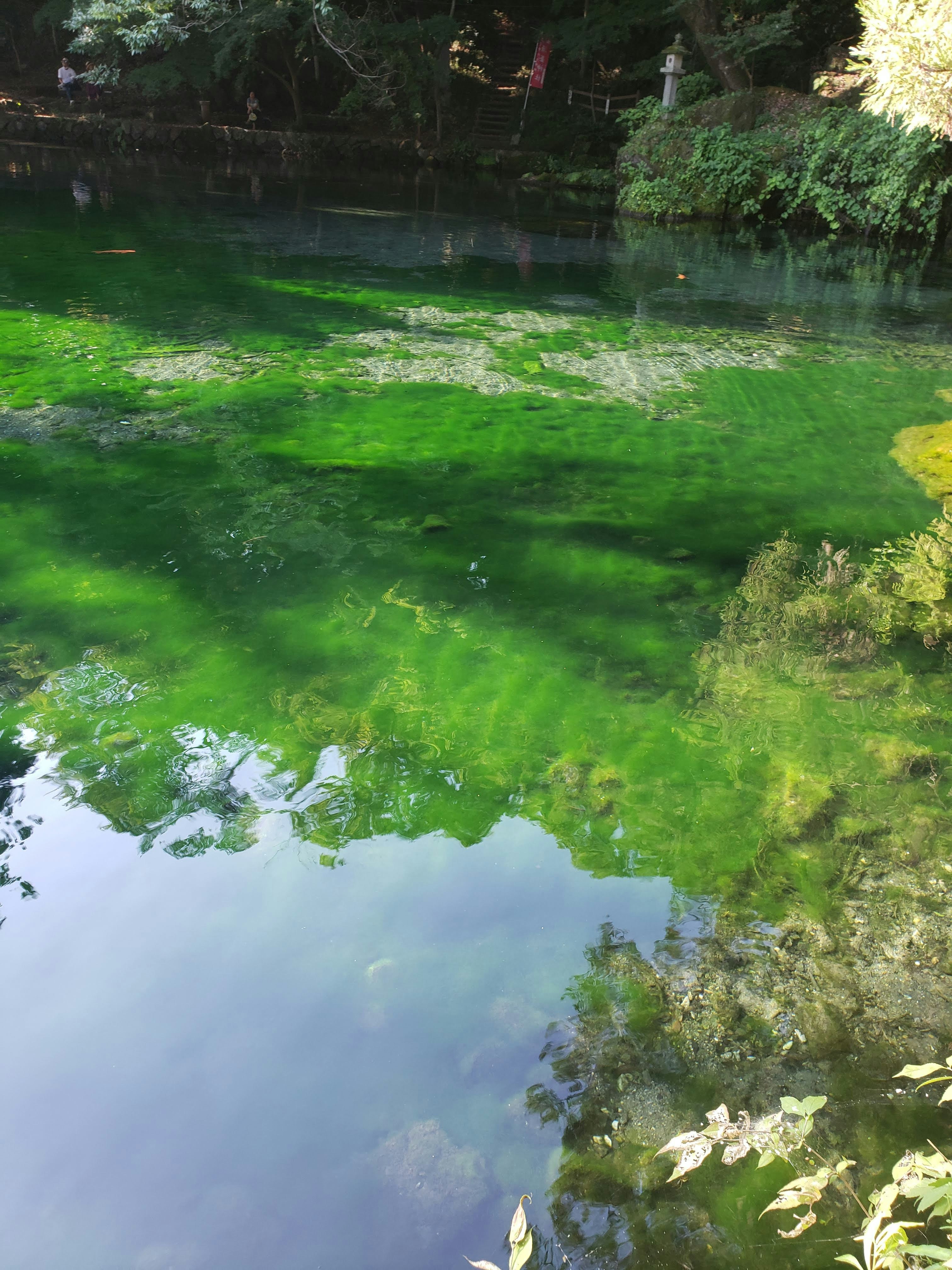 緑に染まった池の水面と岸辺の草