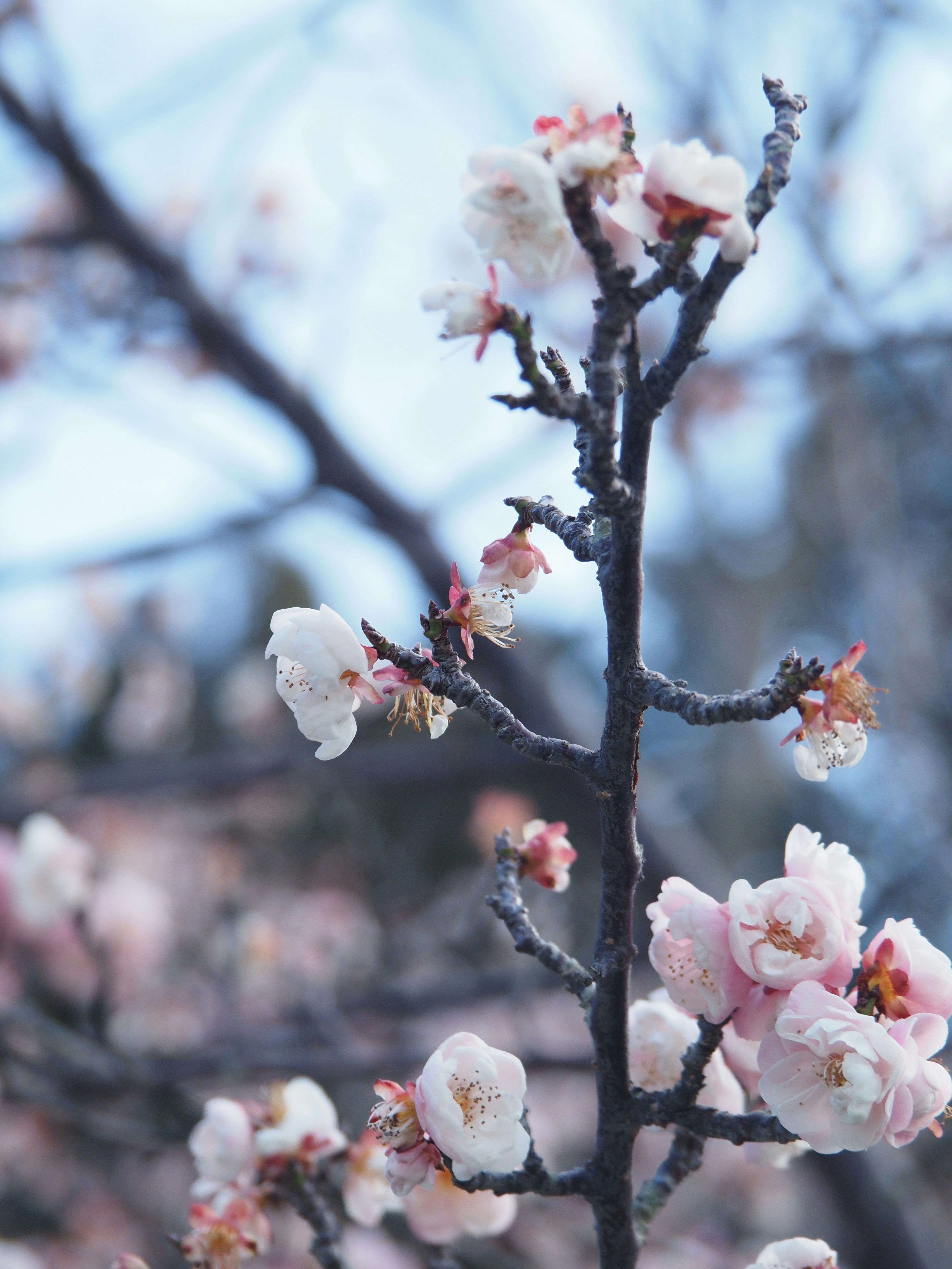 梅の花が咲く枝のクローズアップ