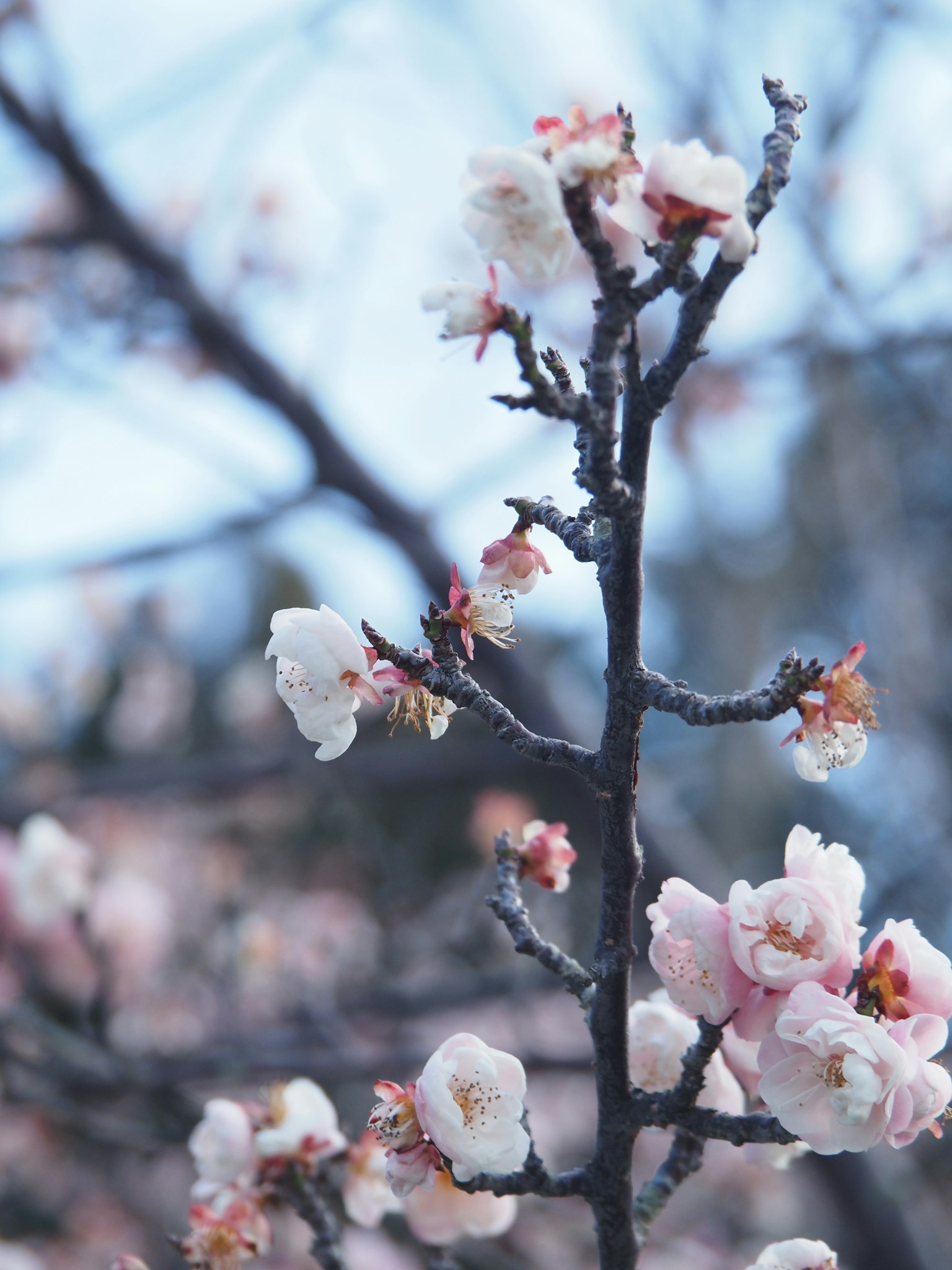Nahaufnahme von Kirschbaumzweigen mit rosa Blüten