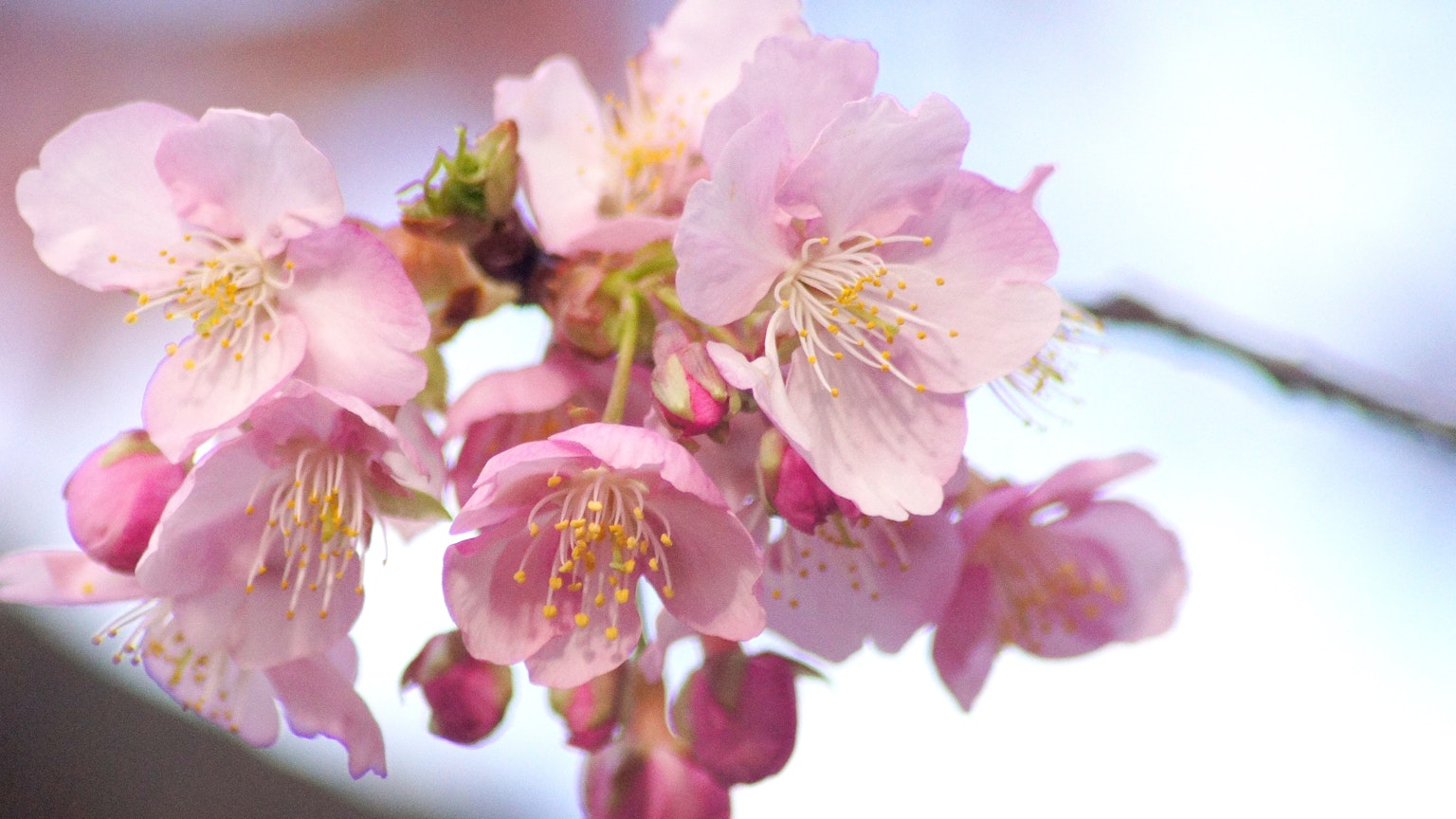 Primo piano di fiori di ciliegio in fiore con petali rosa morbidi